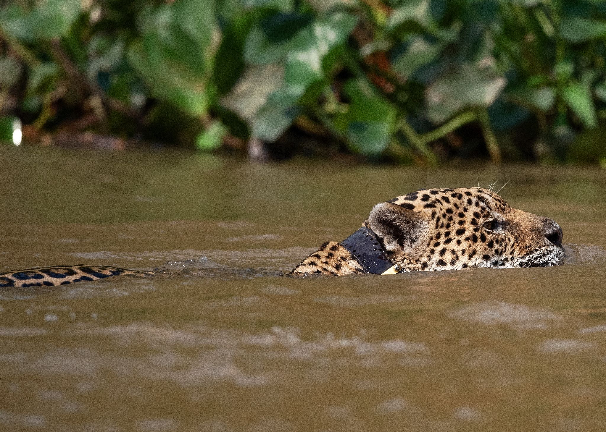 La déforestation de l'ie menace le jaguar et la harpie