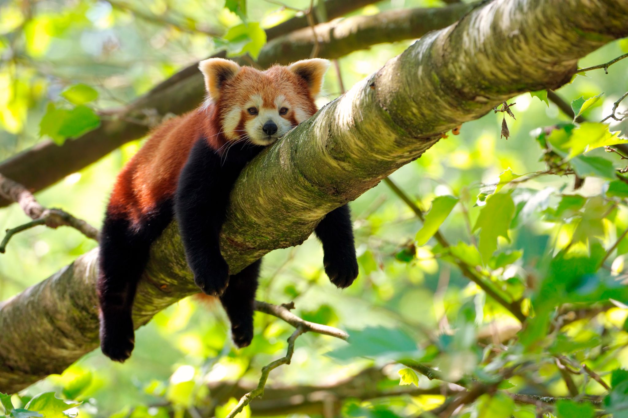 Un panda roux du parc animalier d'Auvergne a disparu – L'Express