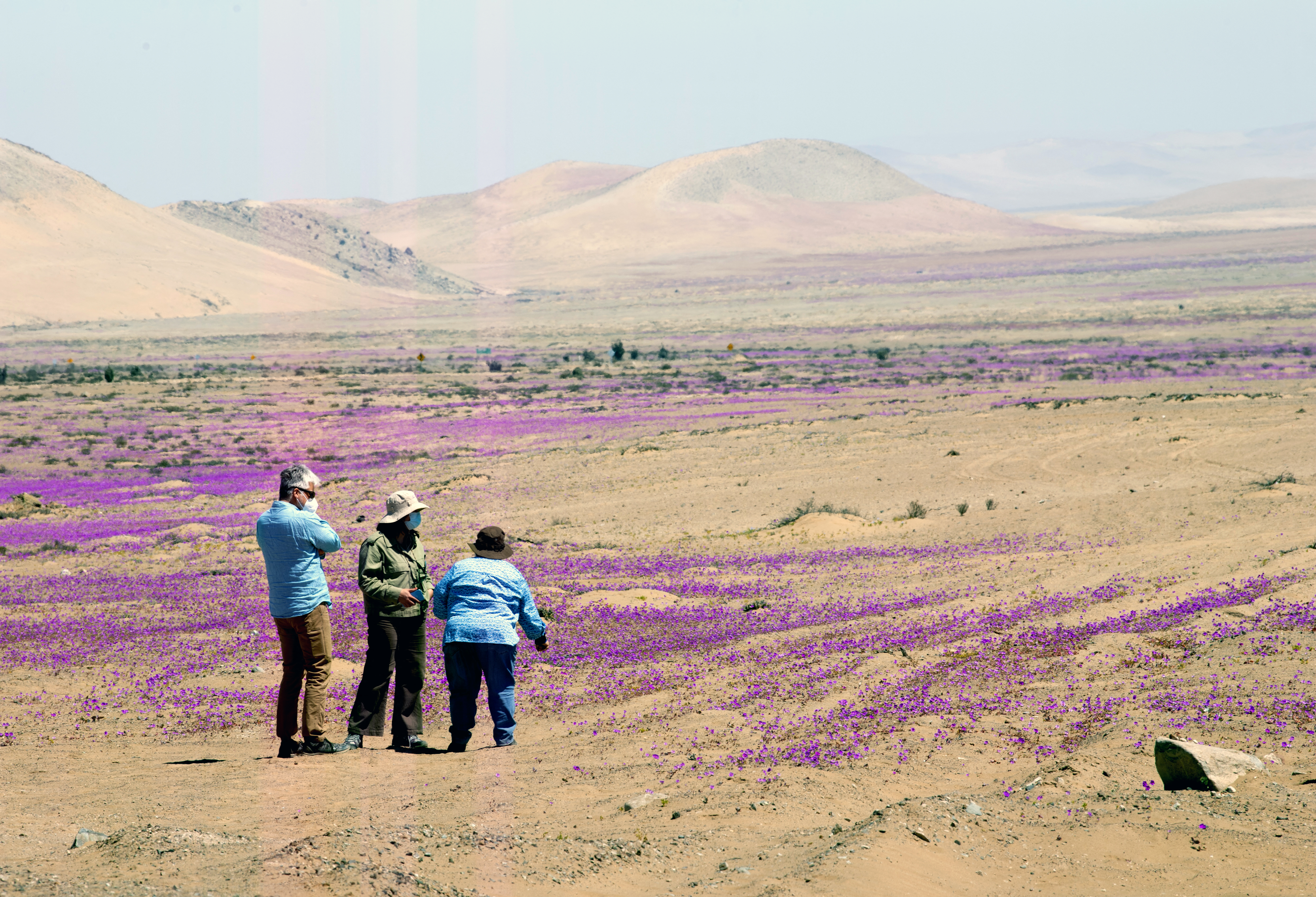 Le désert d'Atacama est en fleurs comme jamais depuis 20 ans