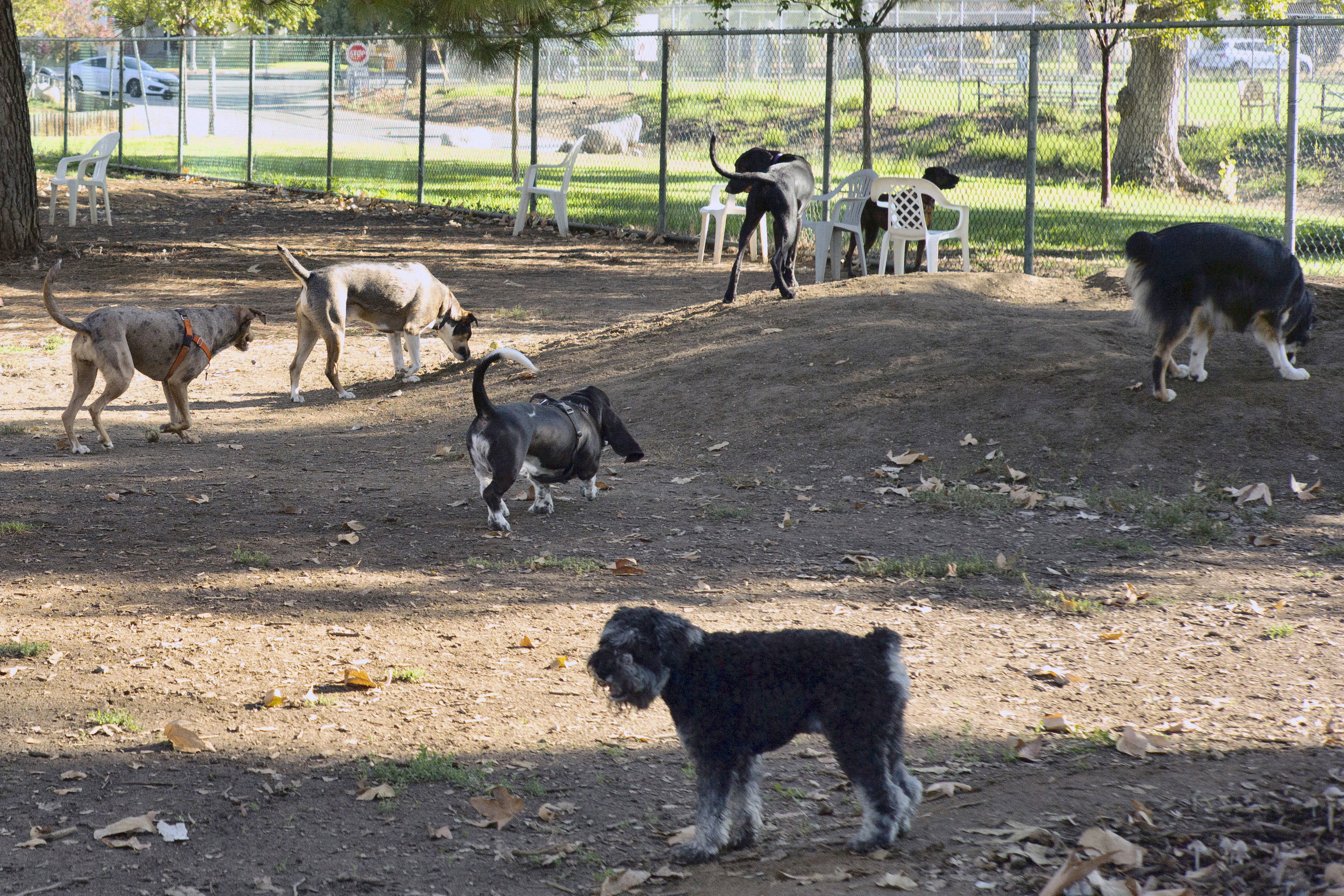 Histoire, race, maladie… Le test ADN pour chien, la nouvelle coqueluche des  États-Unis