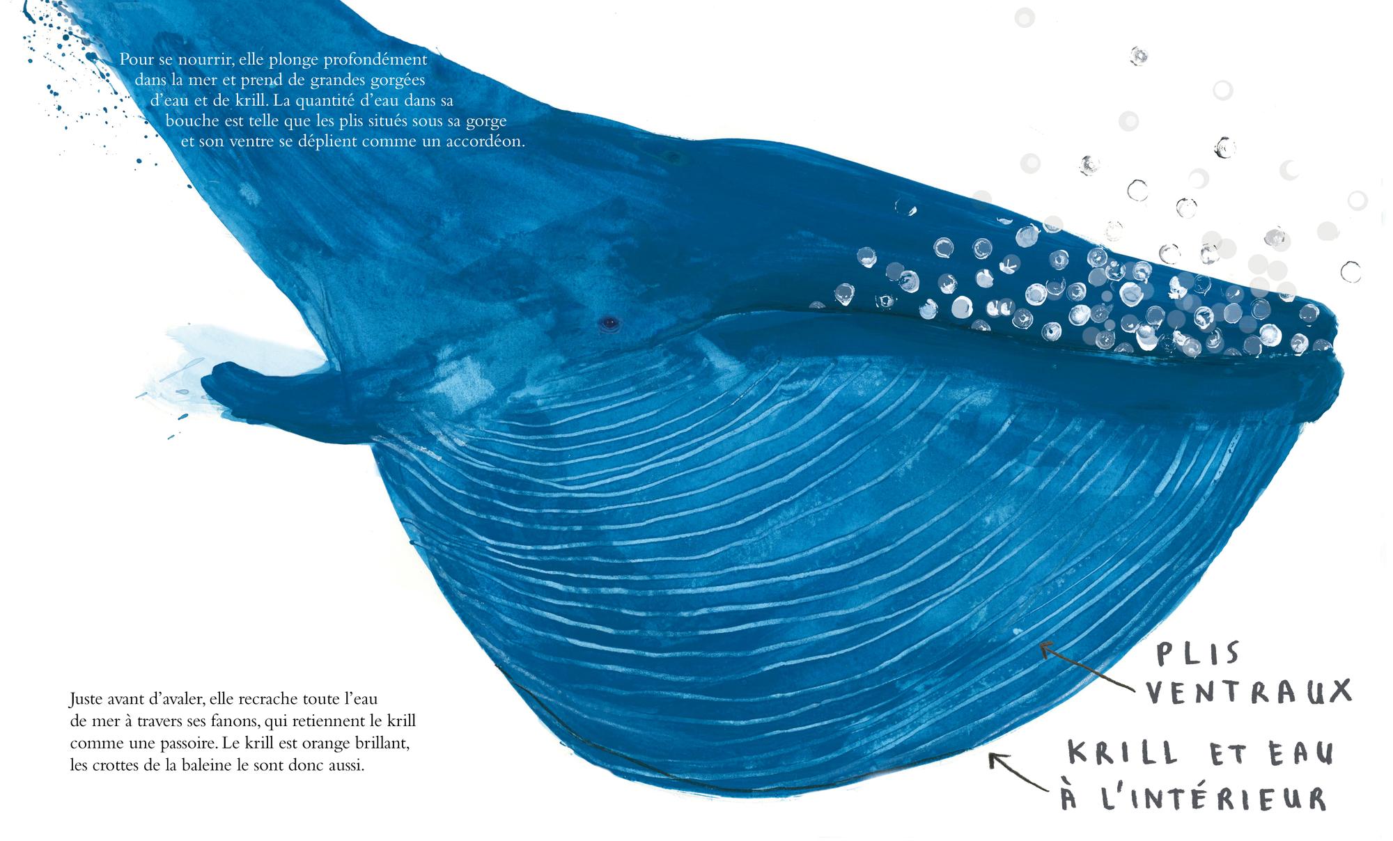 Кит личная жизнь. Синий кит. Изображение кита. Кит синий кит.