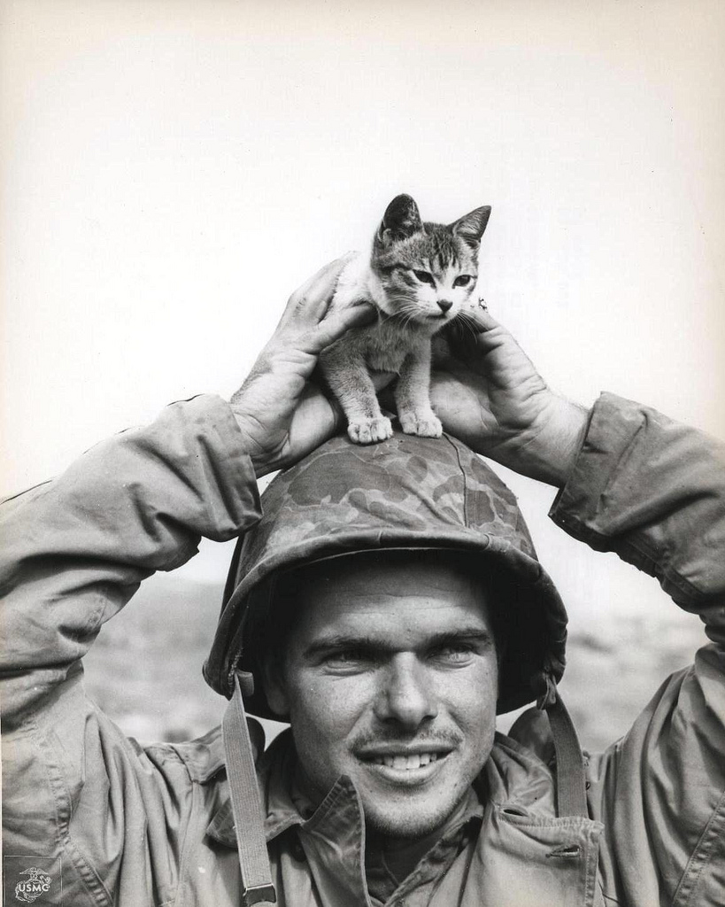 Le Chaton Meilleur Ami Du Soldat Liberation