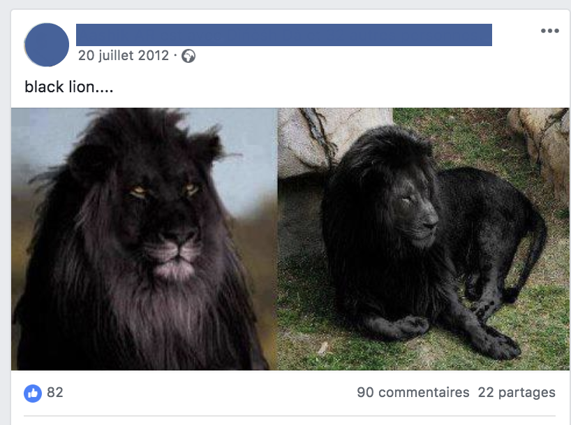 Les Lions Noirs Existent Ils Liberation