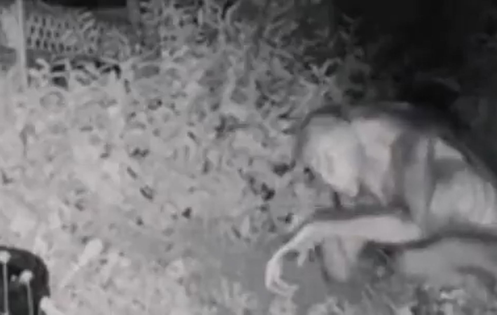 D'où vient cette vidéo montrant un supposé «extraterrestre aperçu à Las Vegas» ? – Libération