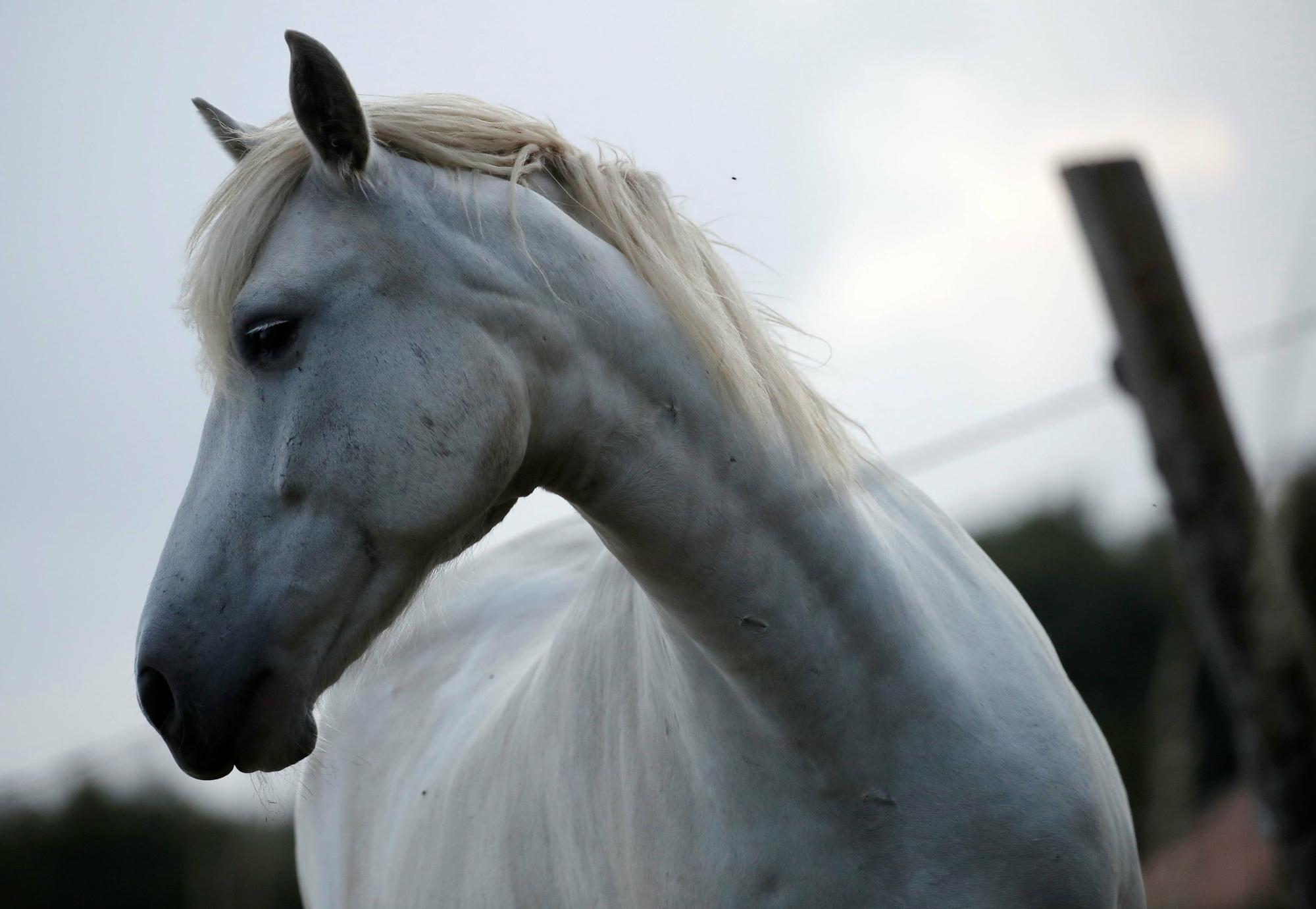 Trente Six Cas De Chevaux Mutiles Enquete Sur Une Macabre Serie Liberation