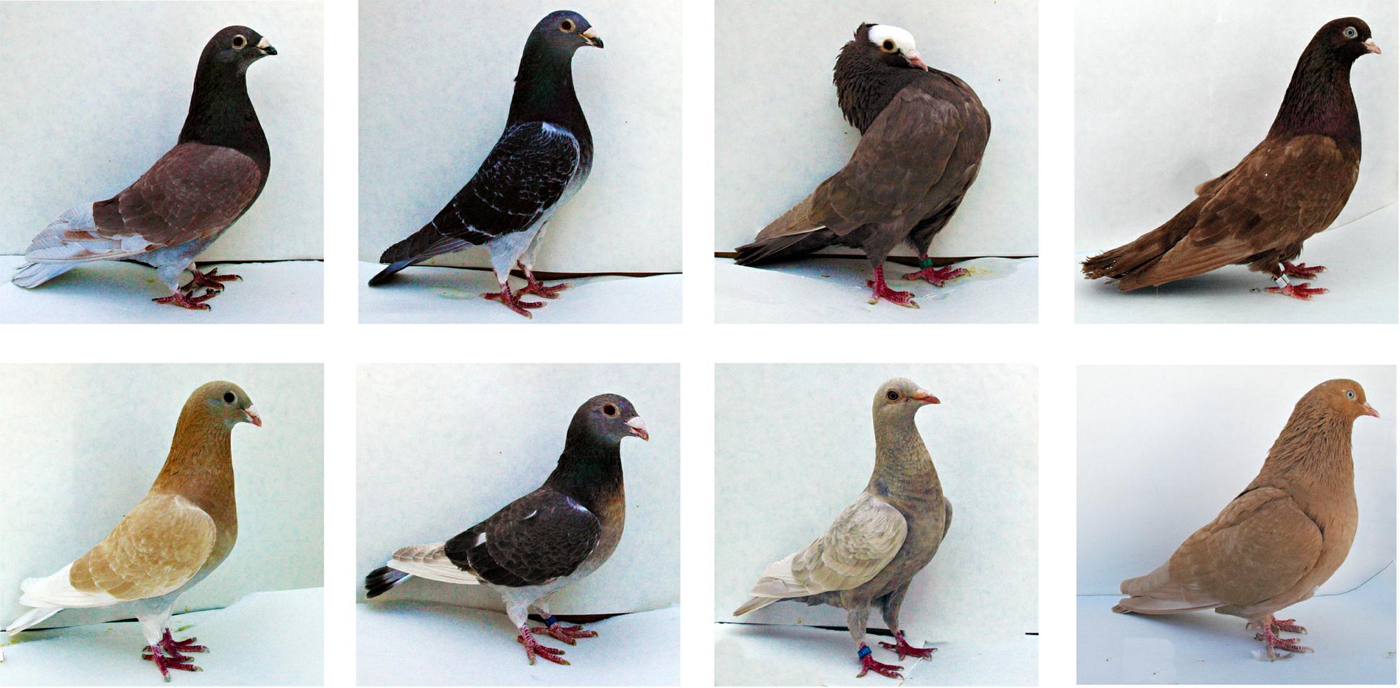 Pourquoi les pigeons gris sont gris Lib ration