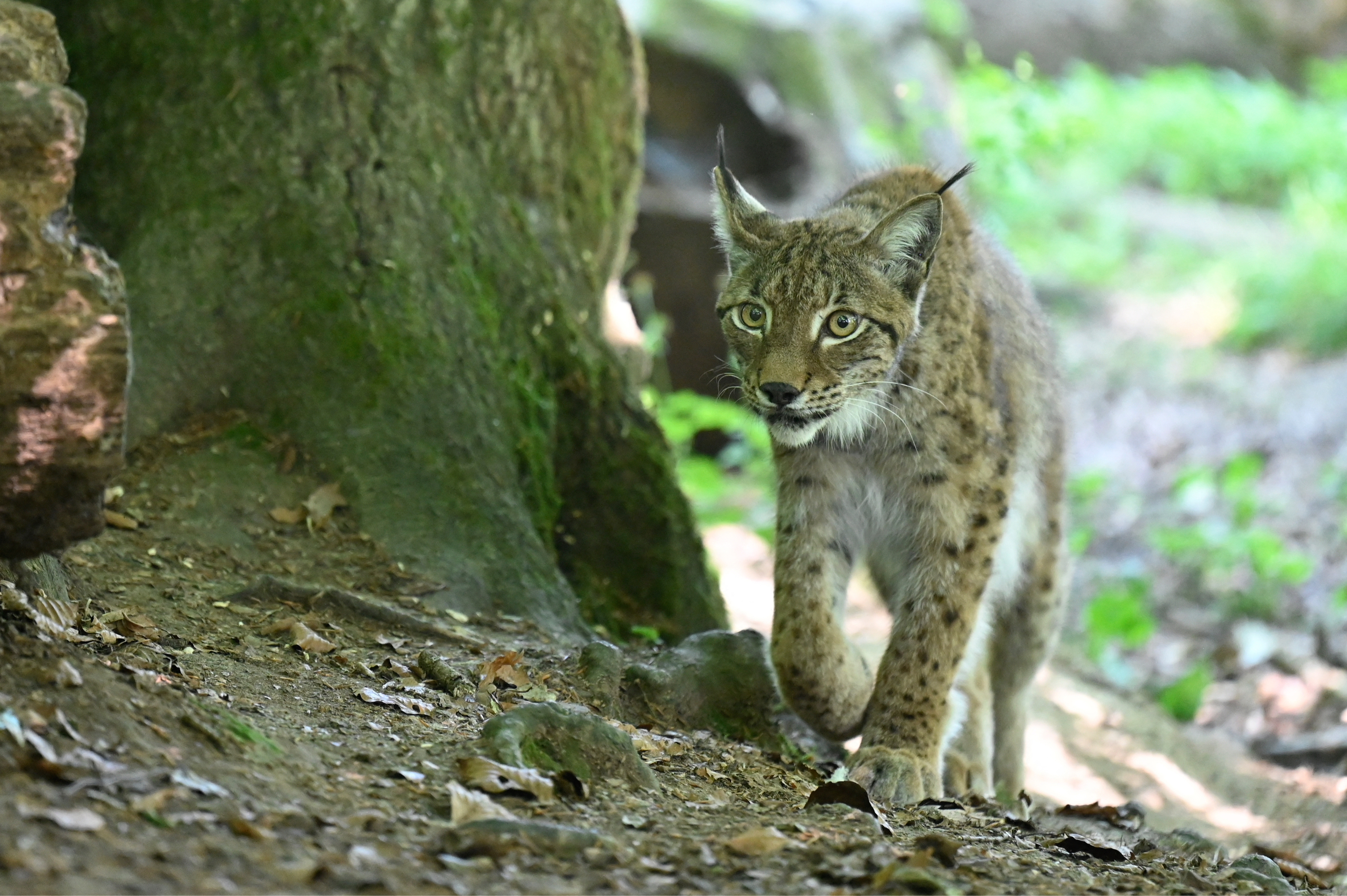 Le lynx, l'espèce du mois! 