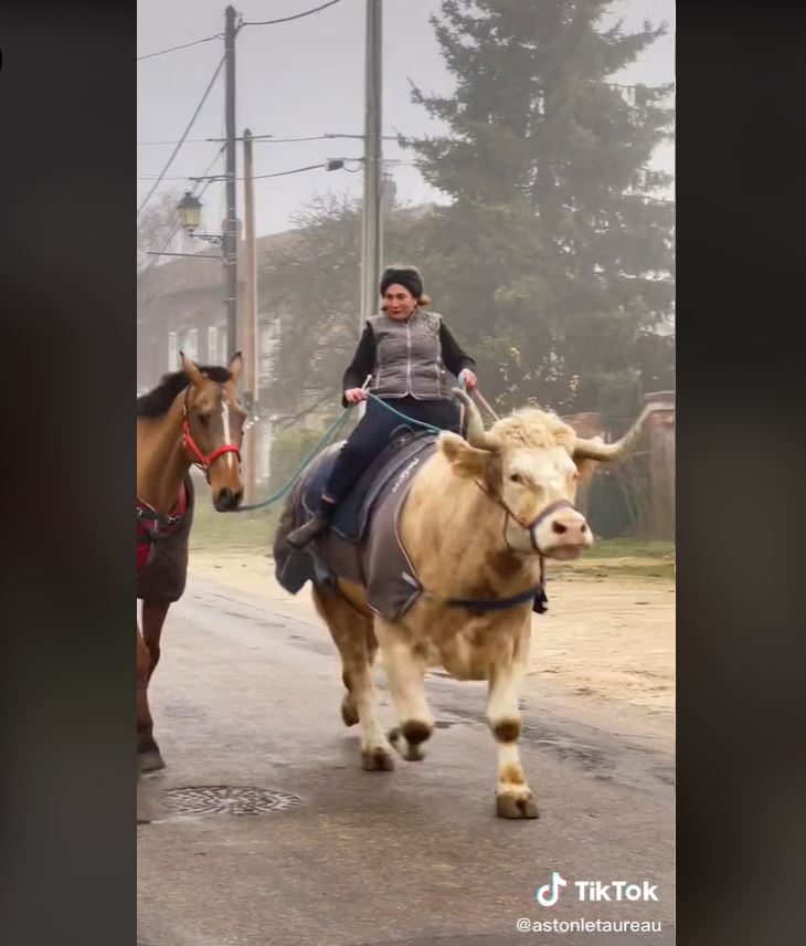 Cravache de dressage,Fouet cheval en cuir fait à la main,fouet taureau
