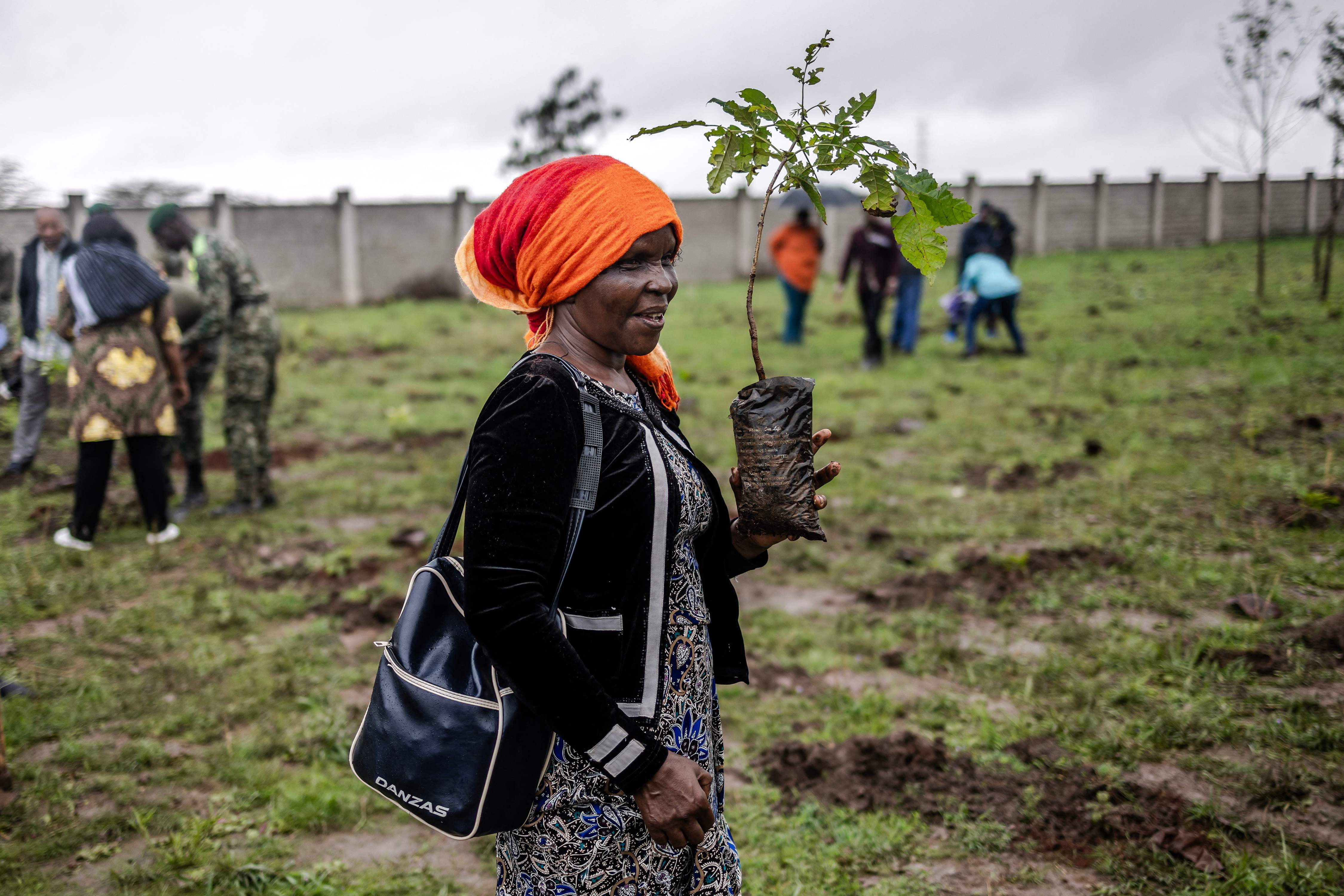 Environnement - Kenya : un jour férié pour planter 100 millions d'arbres  contre le changement climatique - BBC News Afrique