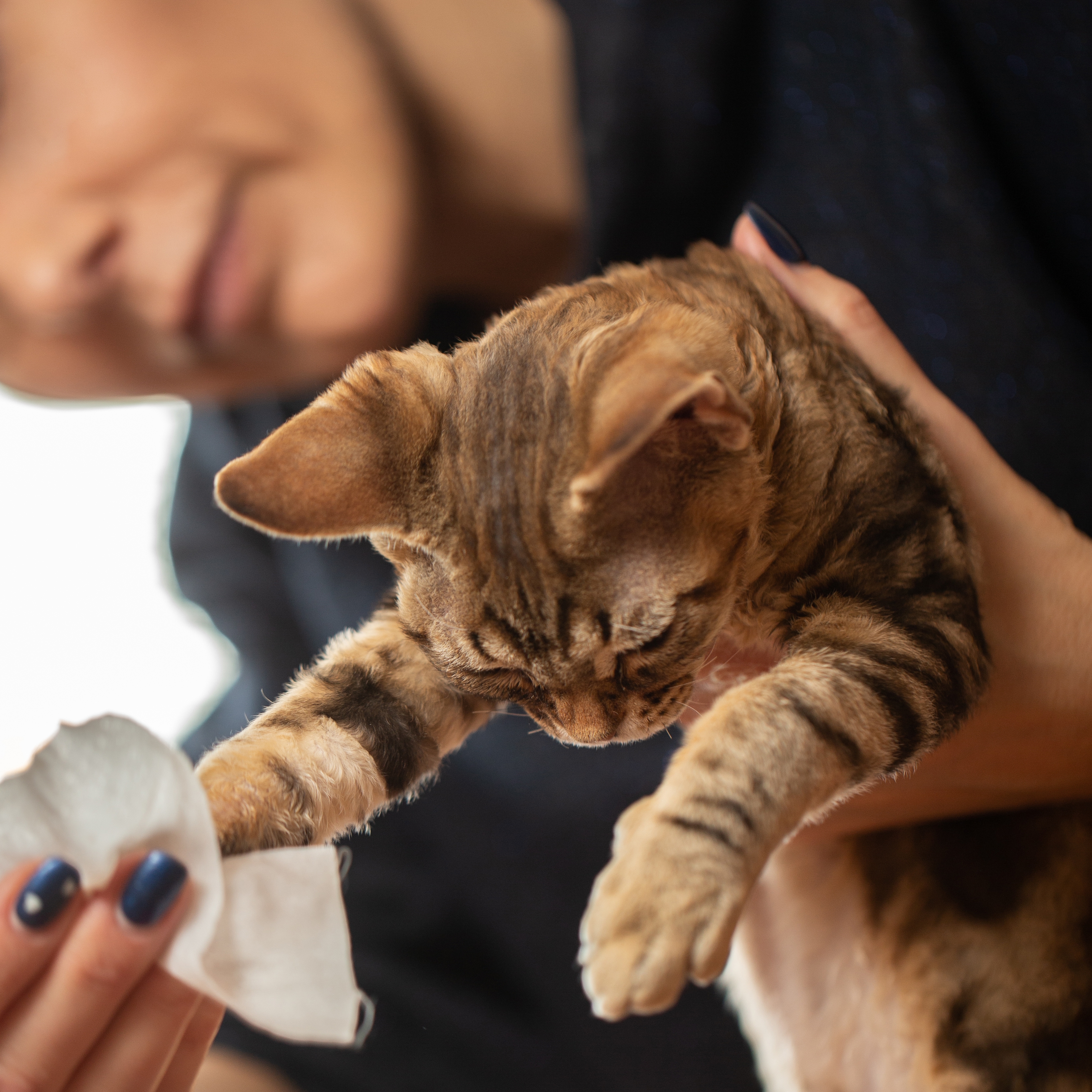 Canicule Et Animaux De Compagnie C Est Du Bon Sens Si Ca Nous Brule Les Mains Ca Lui Brule Les Pattes Liberation