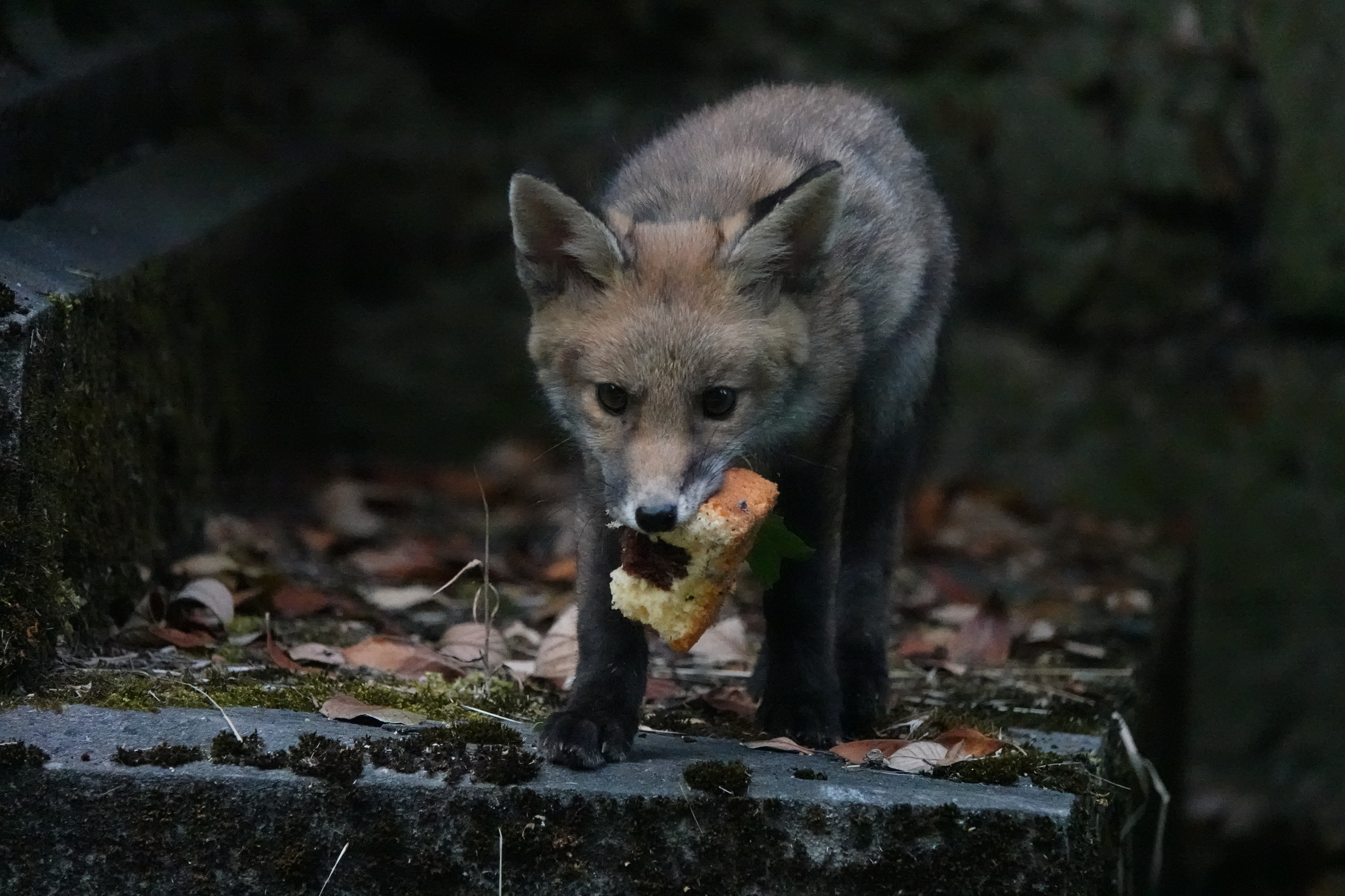 Le renard : un opportuniste indépendant