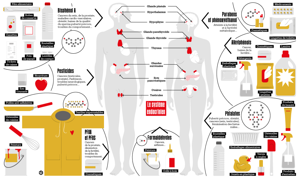 Perturbateurs endocriniens : urgence sanitaire dans nos placards   Libration