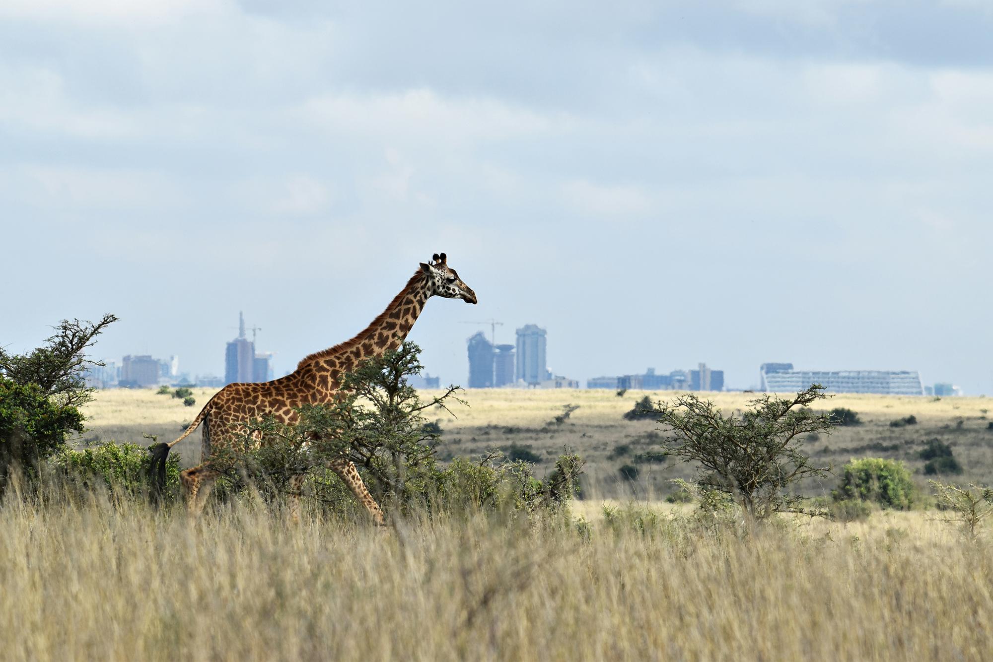 Quel Est Le Cri De La Girafe Nairobi, le monde est faune – Libération