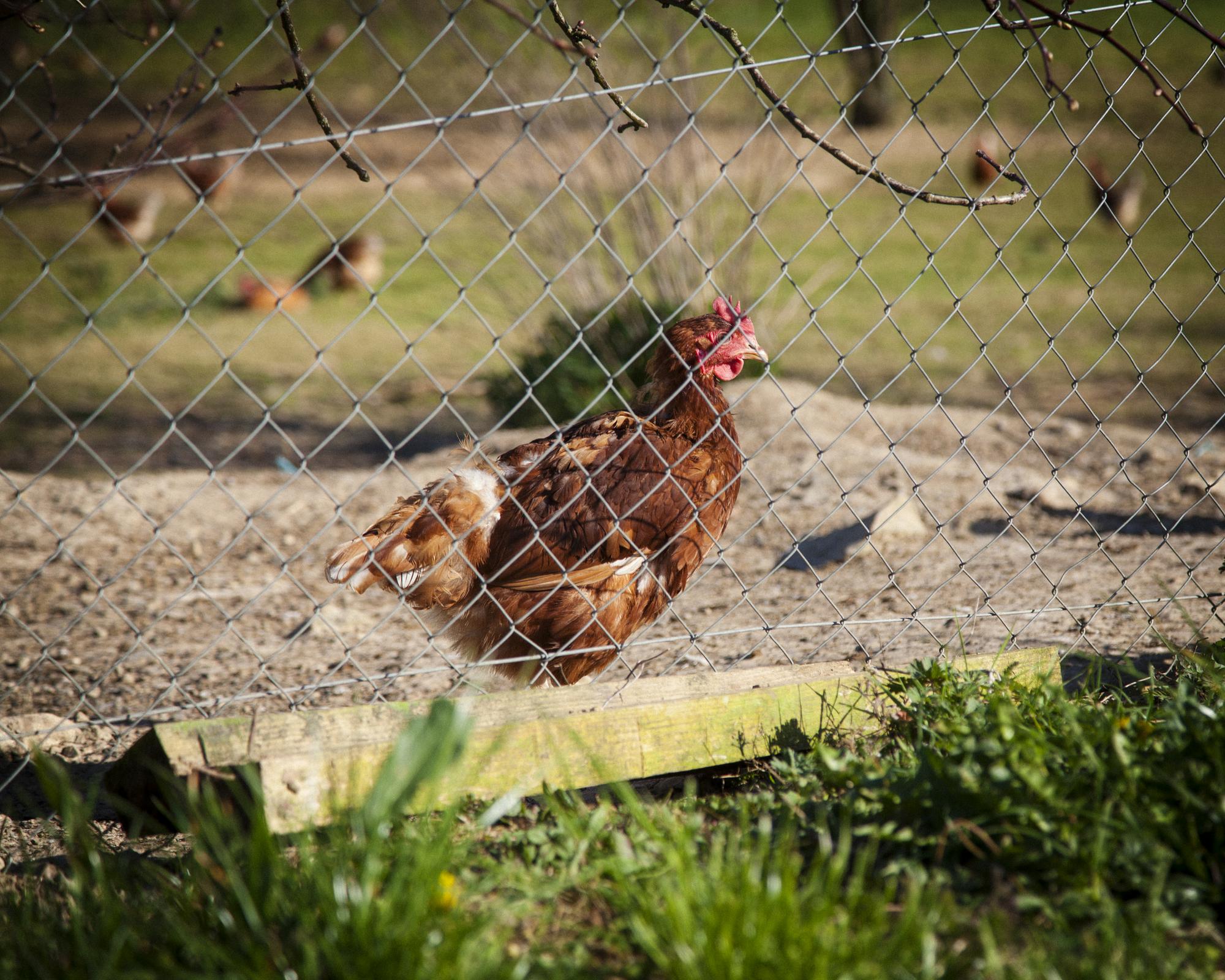 Porno à Loué, le cul cest du poulet photo