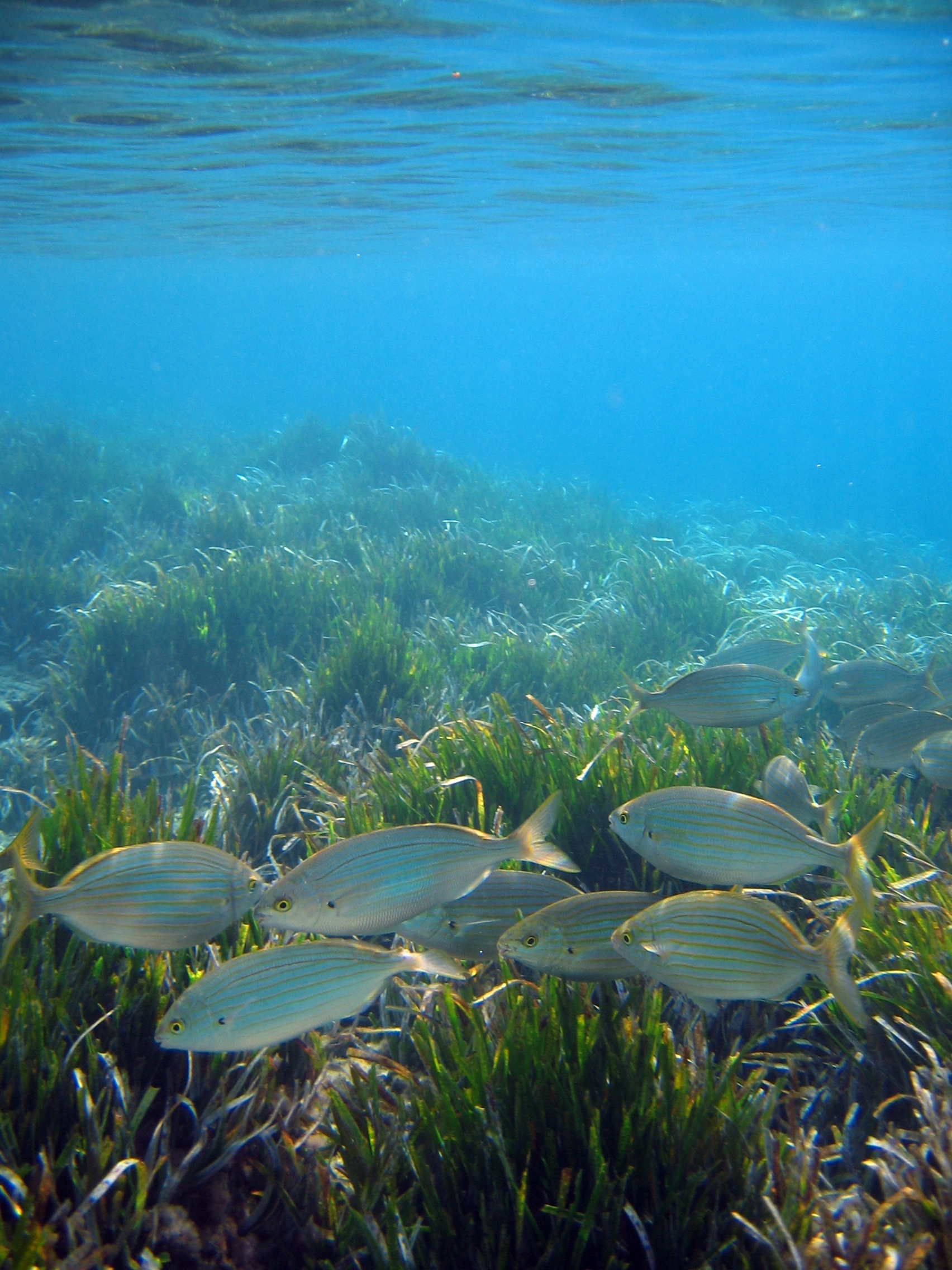 Réchauffement climatique : aux Herbiers, les pêcheurs constatent