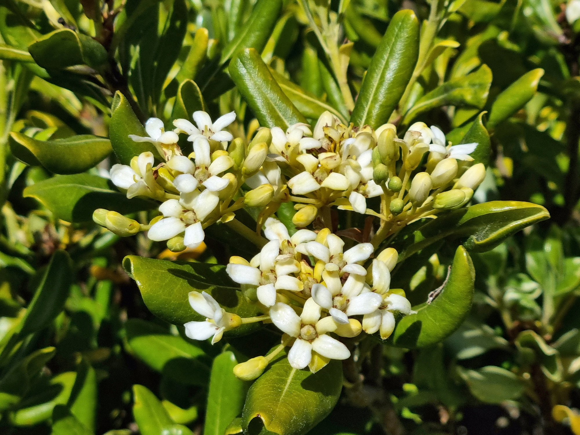 Le pittospore du Japon dégage une douce odeur qui rappelle celle de la fleur d’oranger et du jasmin. Copyright (c) Federica Grassi/ Istock