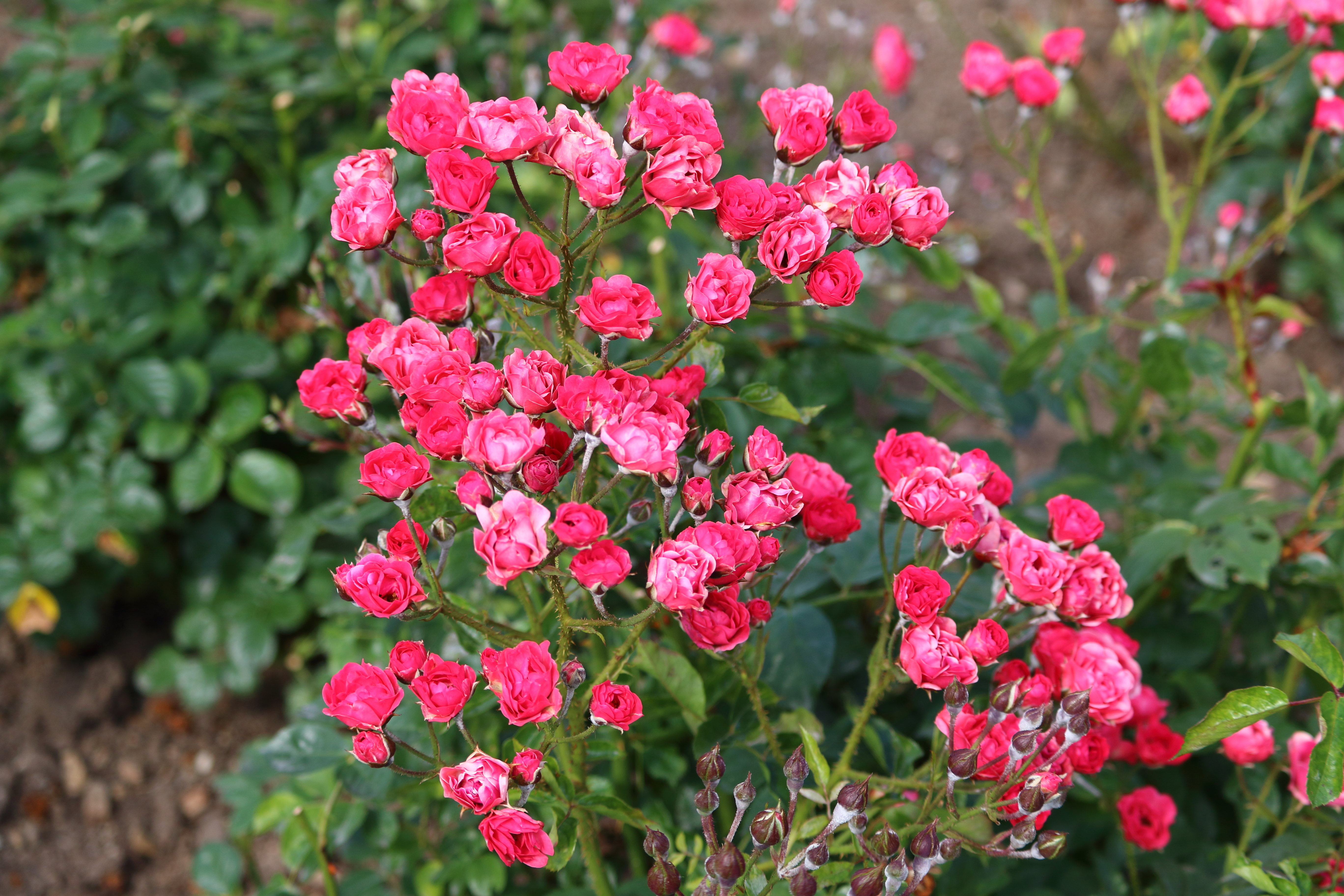 Les mini rosiers, ou rosiers nains, sont très populaires dans les jardineries. Copyright (c) 2016 Anastasiya N/Shutterstock.