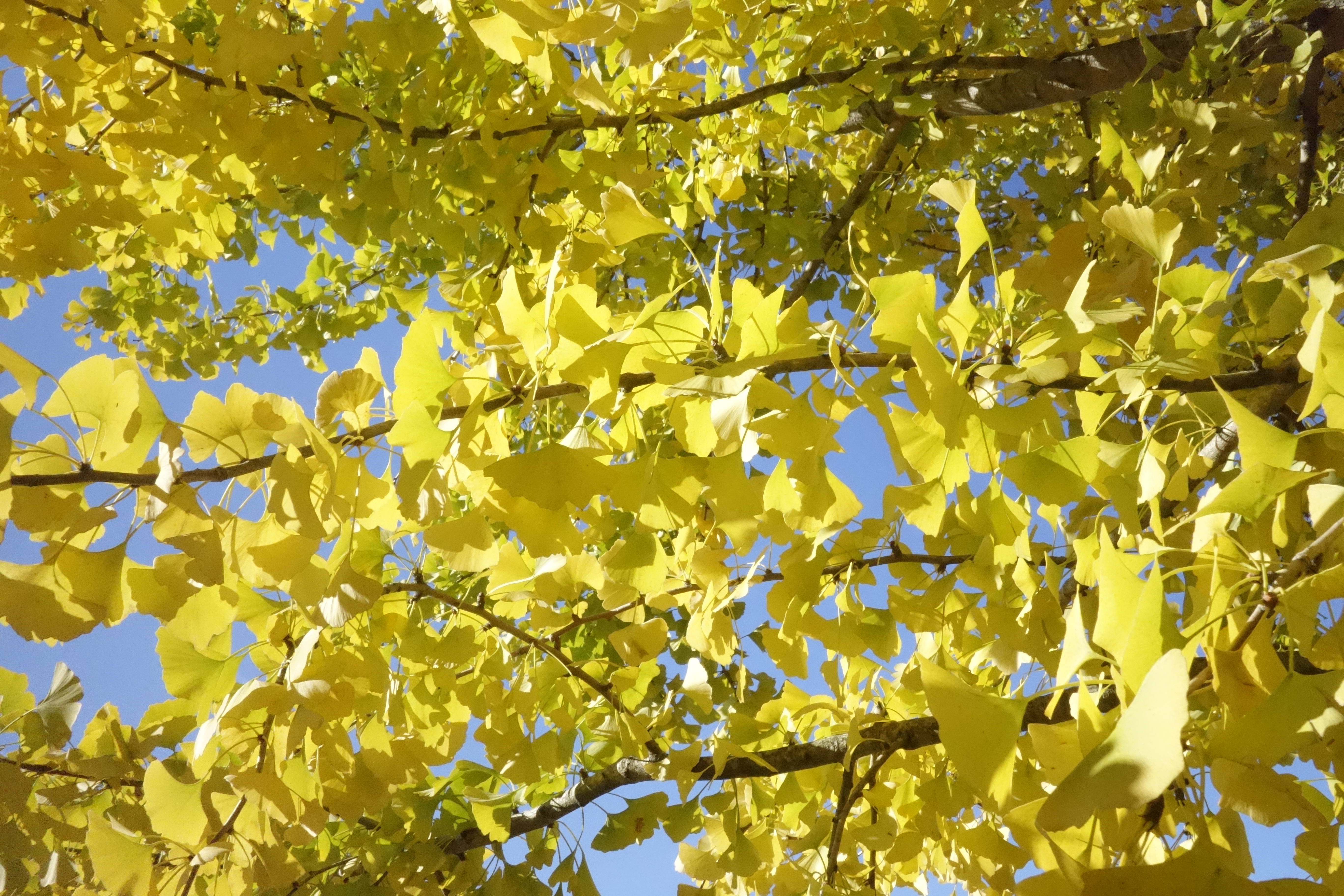 Ginkgo : plantation, entretien, soin