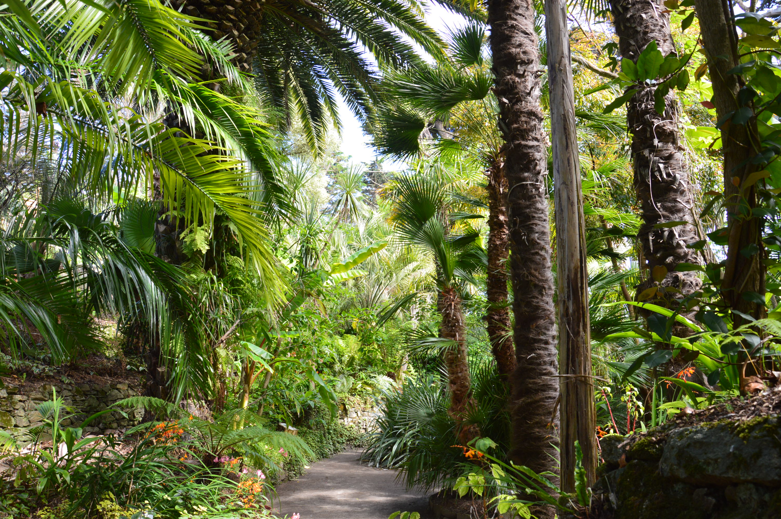 Le jardin Georges Delaselle abrite plus de 1 700 espèces venant des cinq continents. Copyright (c) Benjamin Klein/Jardin Georges Delaselle.