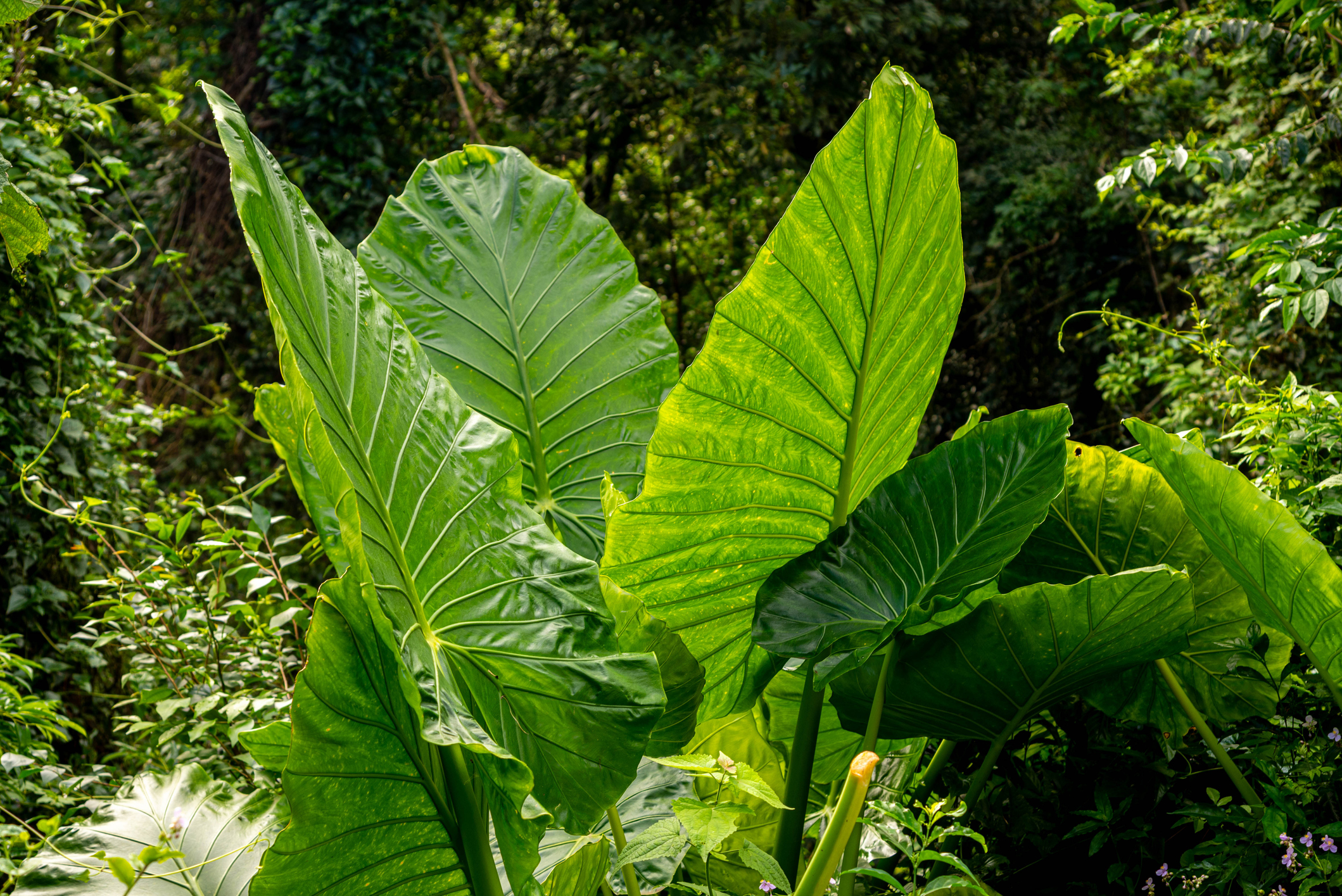 L'alocasia macrorrhiza possède d'immenses feuilles sagittées ressemblent énormément à des oreilles d’éléphant, d'où son surnom ! Copyright (c) Alex Rodrigo Brondani/Istock.