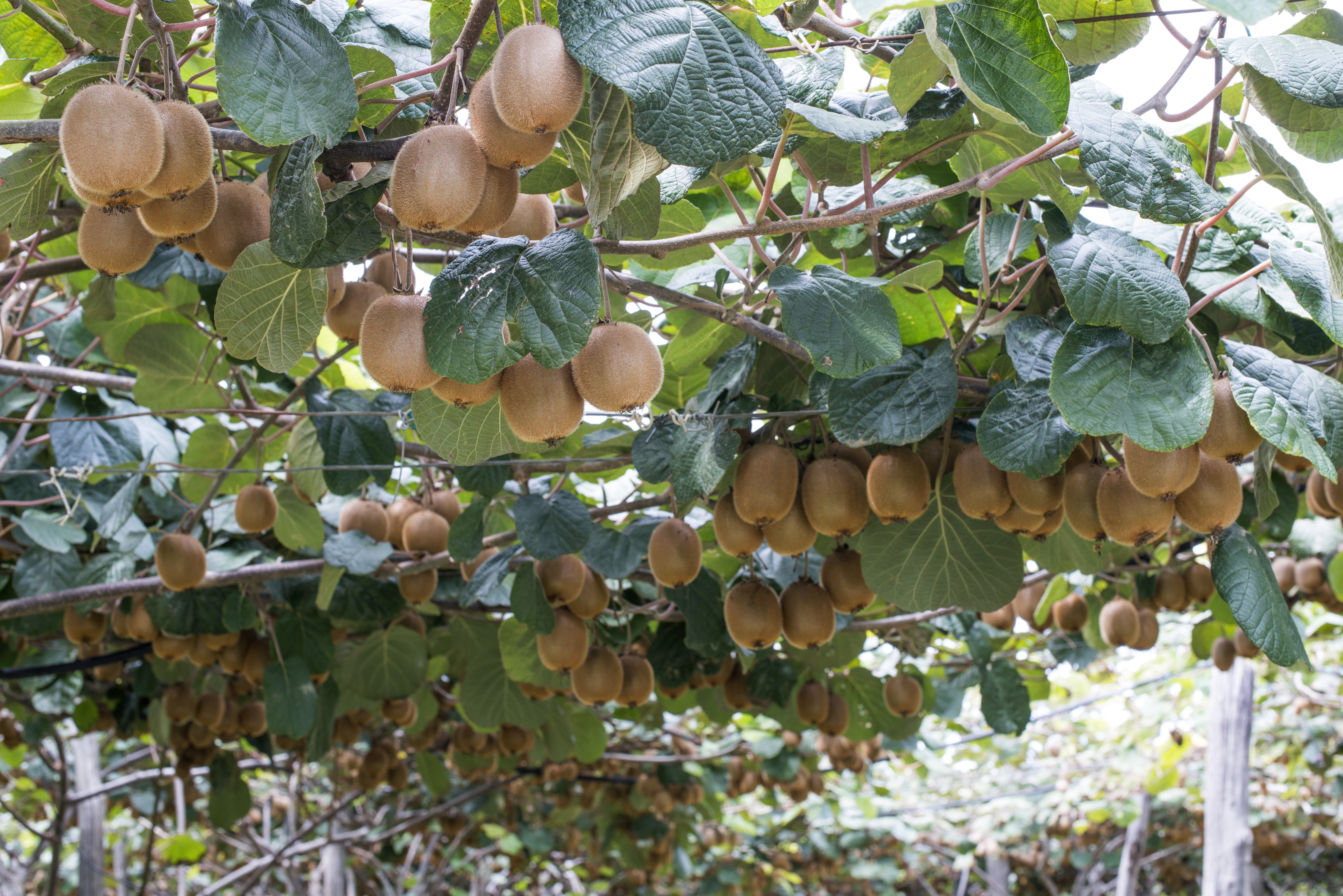 Originaire du sud-est de la Chine, le kiwi, Actinidia chinensis, est un fruit qui raffole des étés chauds et des hivers doux.  Copyright (c) 2021 Wirestock Creators/Shutterstock.