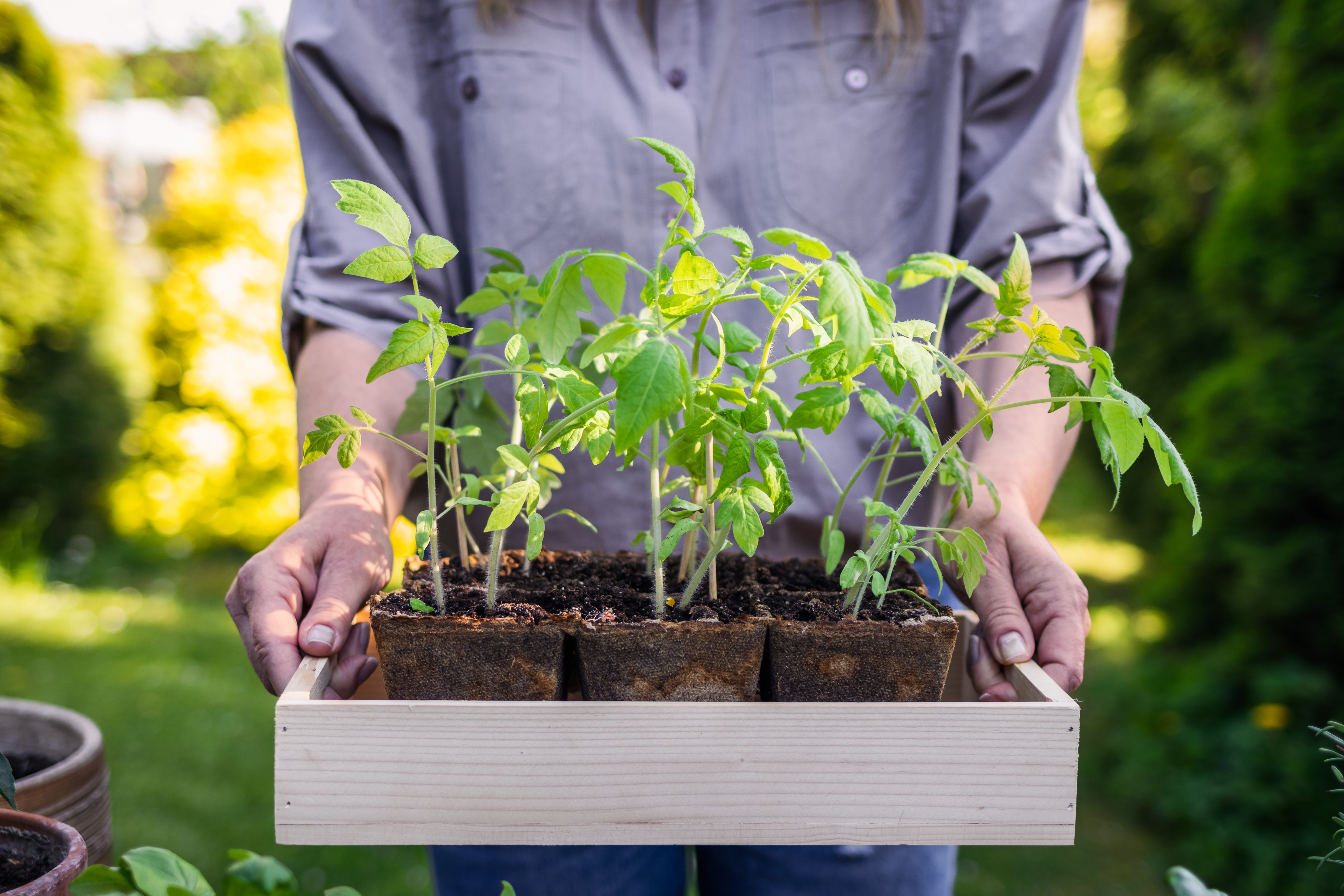 Comment planter et cultiver les haricots verts ? - Mondo Jardin