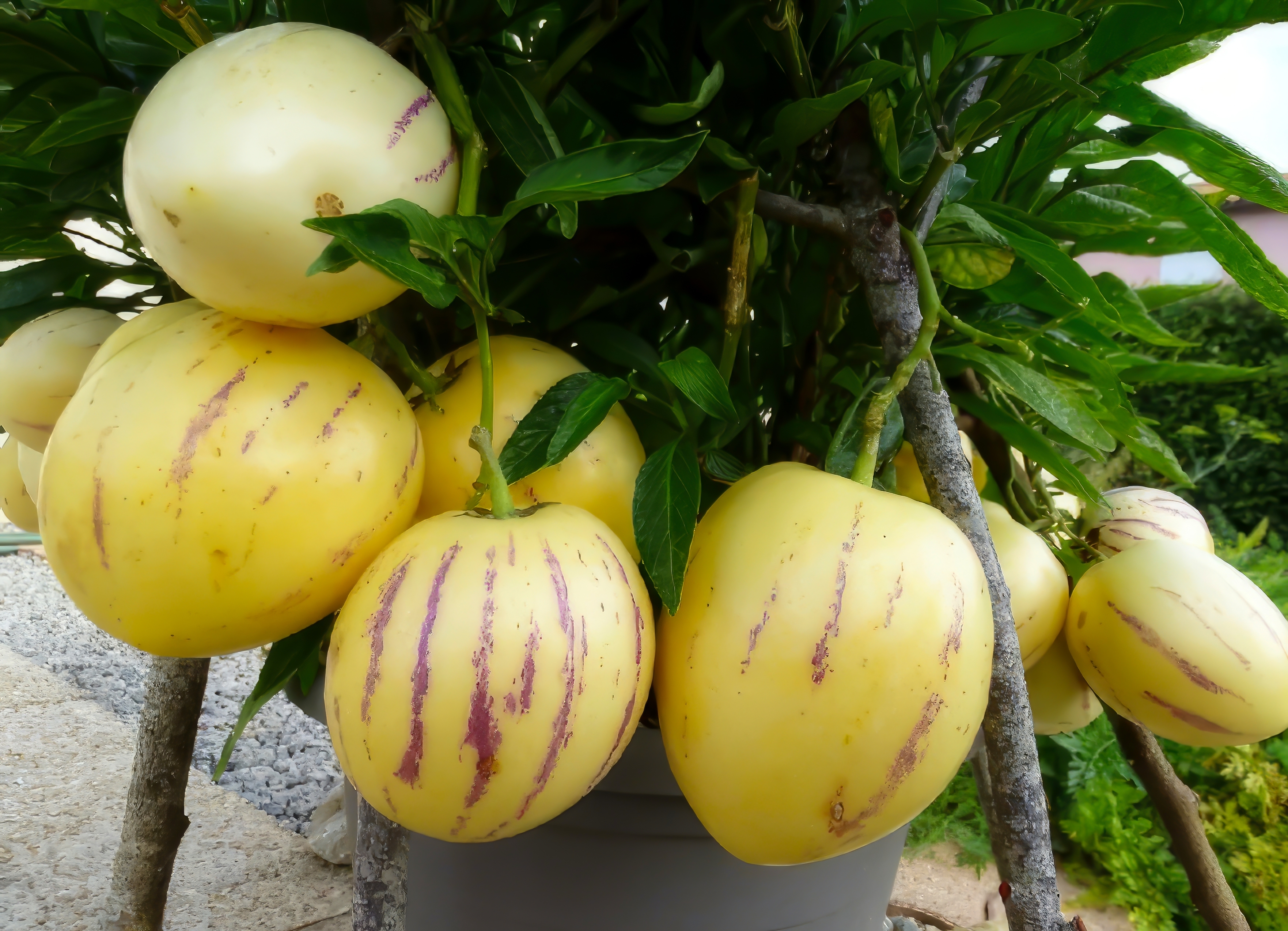 La poire-melon, ou pépino, produit d’étonnants fruits ovoïdes, dont la pulpe juteuse surprend par sa saveur sucrée. Copyright (c) 2023 Thao Lan/Shutterstock.