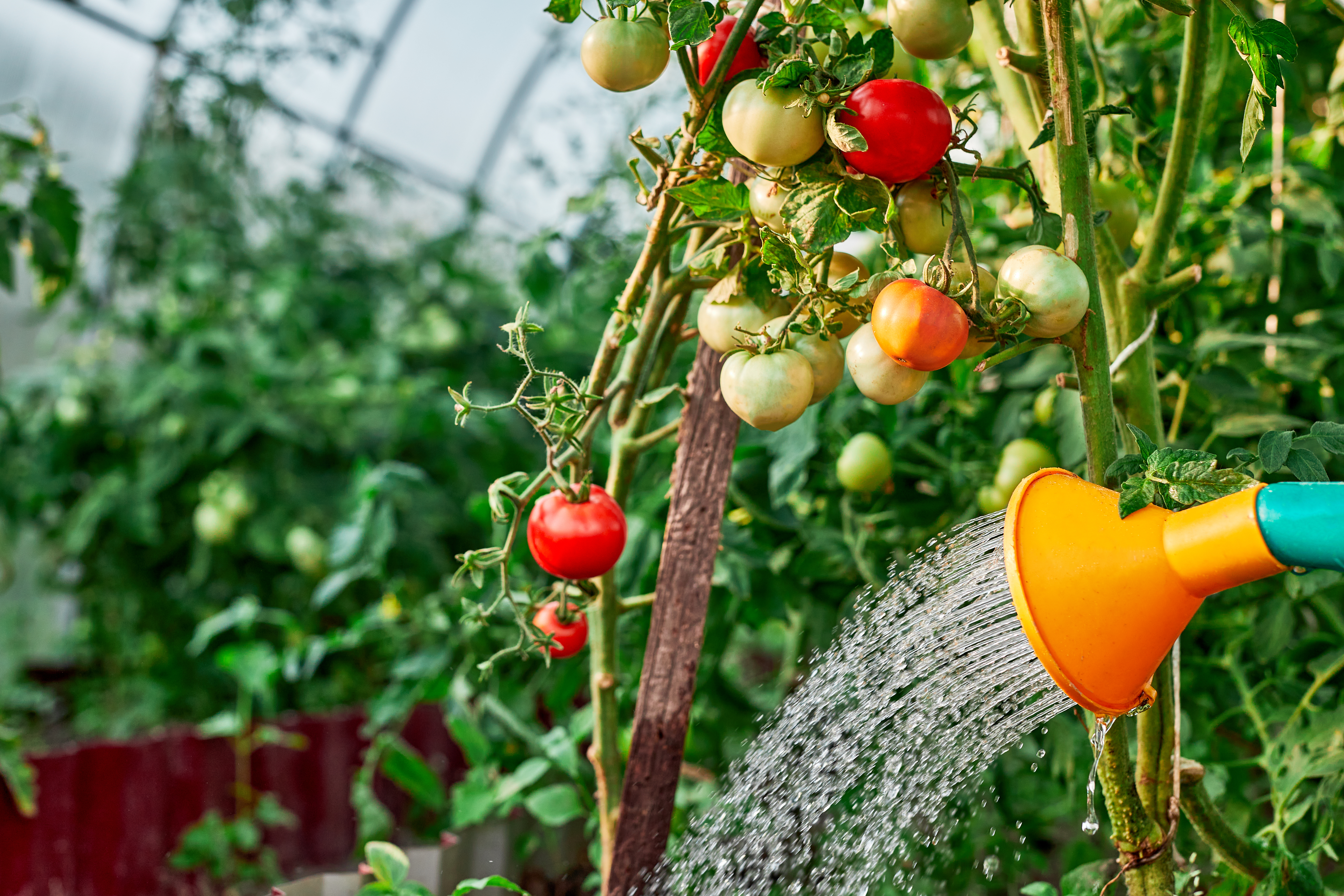Arrosage des tomates : les clés de la réussite. Copyright (c) 2021 wertinio/Shutterstock.