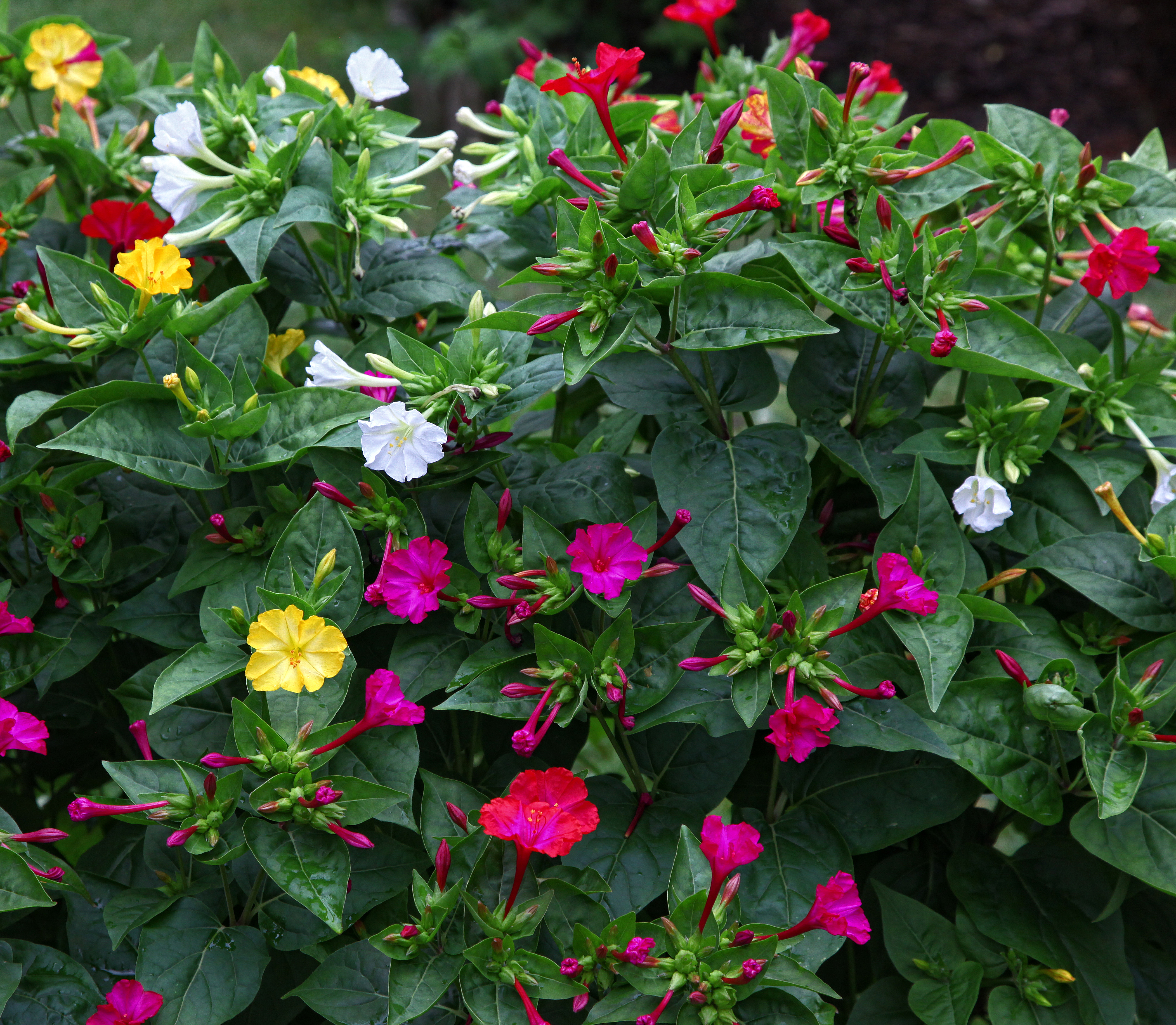 Belle de jour et belle de nuit : apprenez  faire la diffrence entre ces  deux fleurs clatantes et phmres ! - Le Parisien Jardin