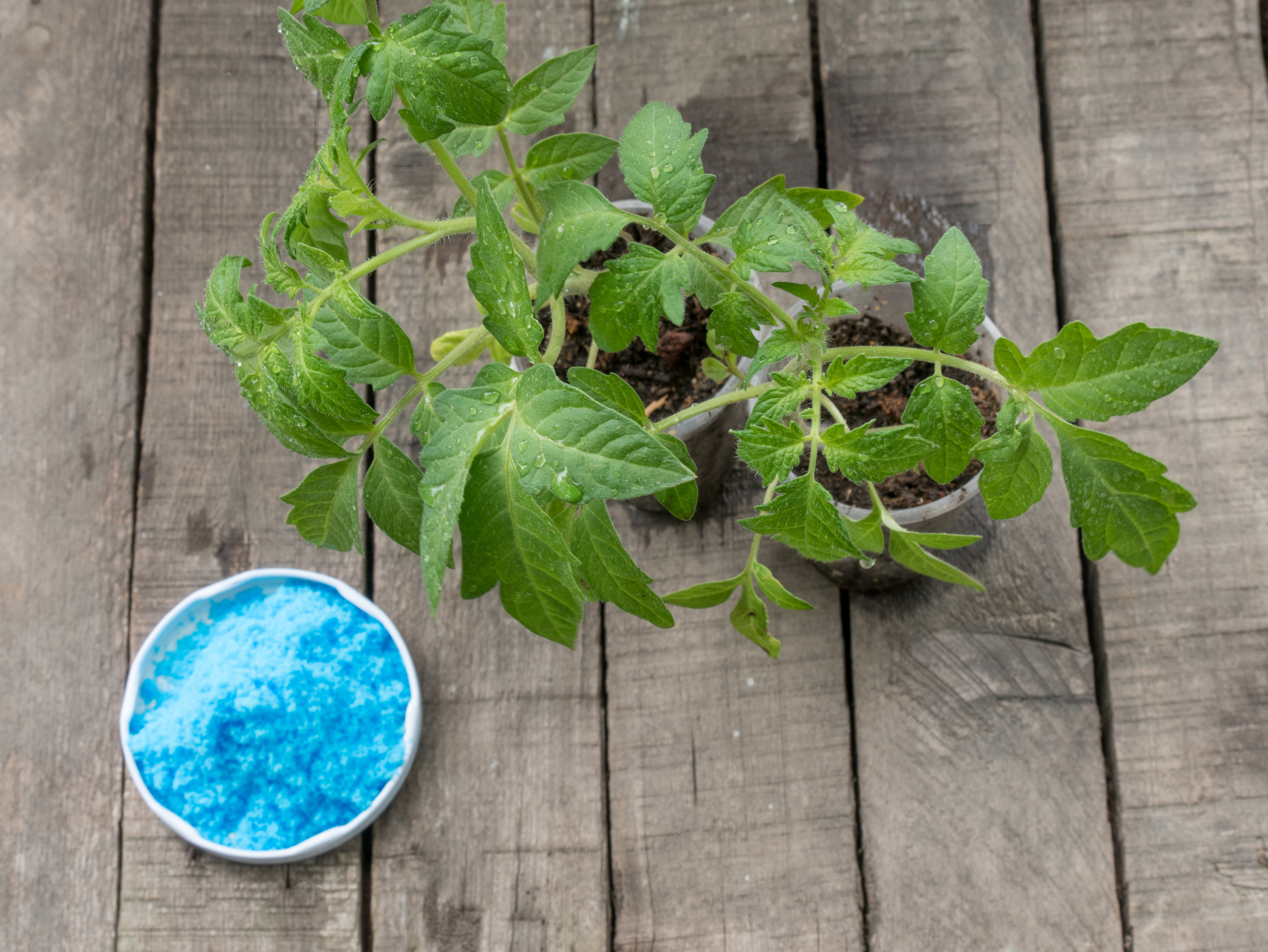 Vendue sous la forme d’une poudre bleue à diluer, la bouillie bordelaise doit être préparée en respectant des dosages spécifiques pour chaque type de plante.