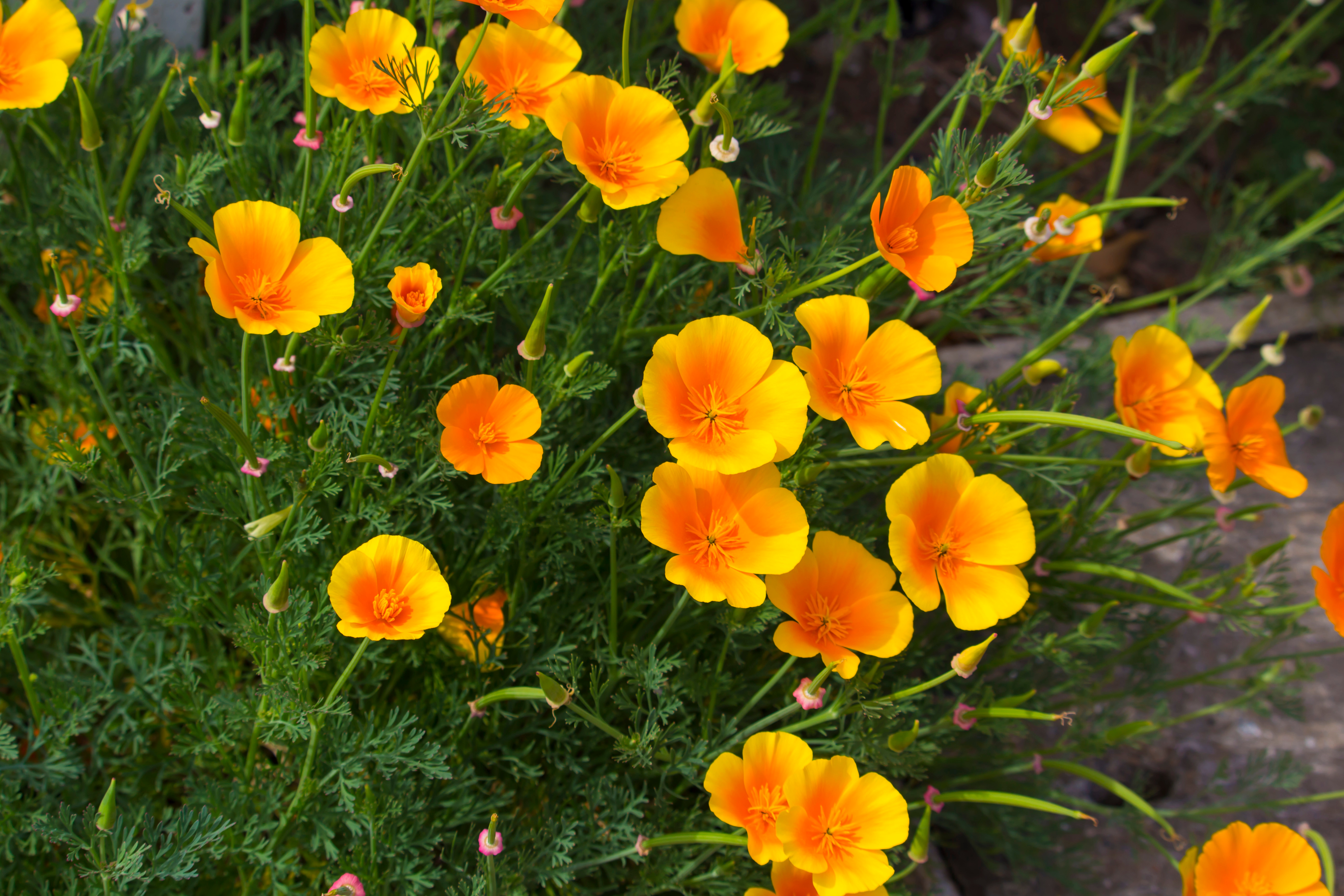 Poudre D'Eschscholtzia (Pavot De Californie) - France Herboristerie - 229667 - Neuf