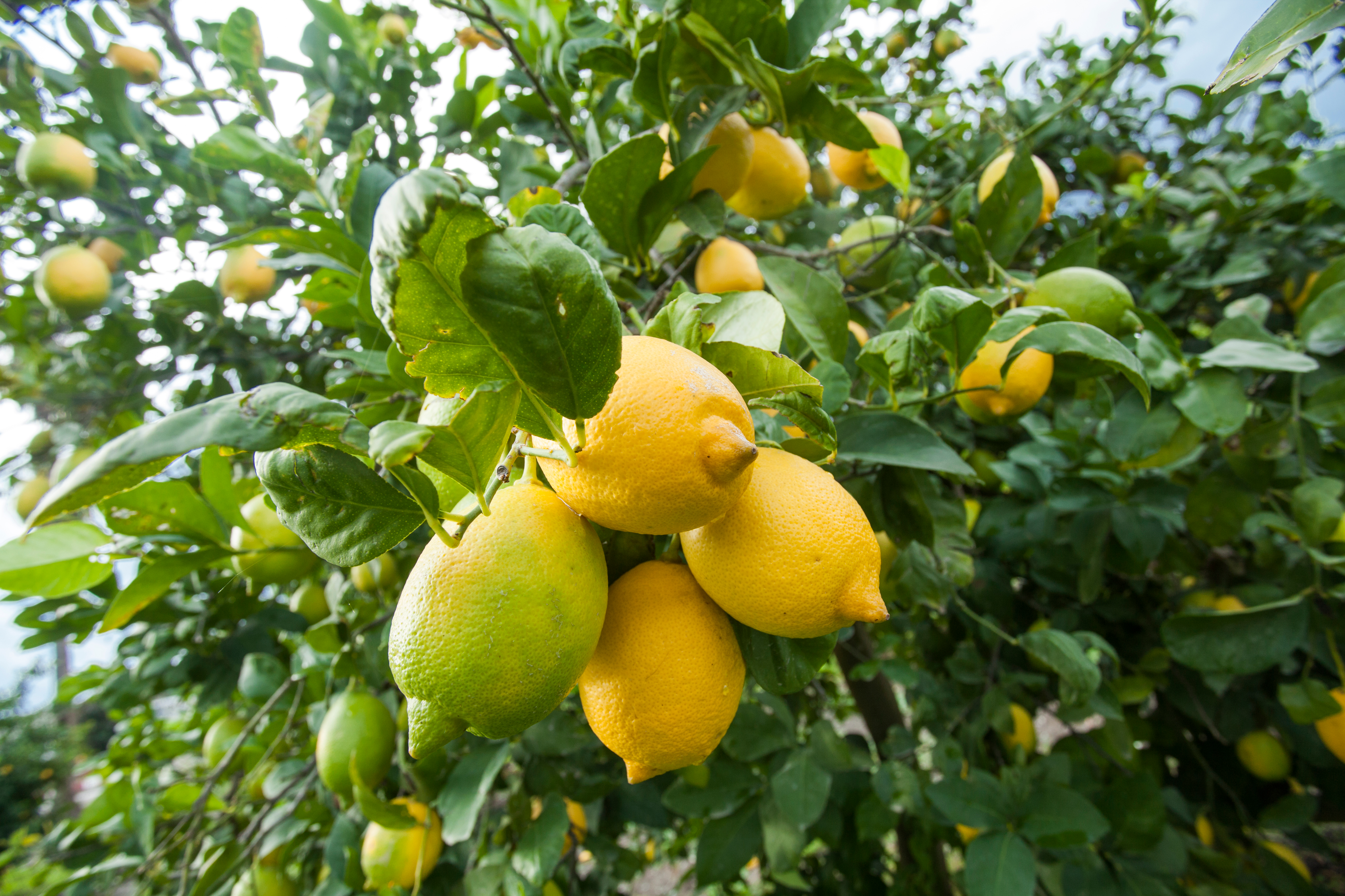 À la fois esthétique et productif, le citronnier fait partie des arbustes qui font la fierté des jardiniers. Copyright (c) 2020 ehasdemir/Shutterstock.