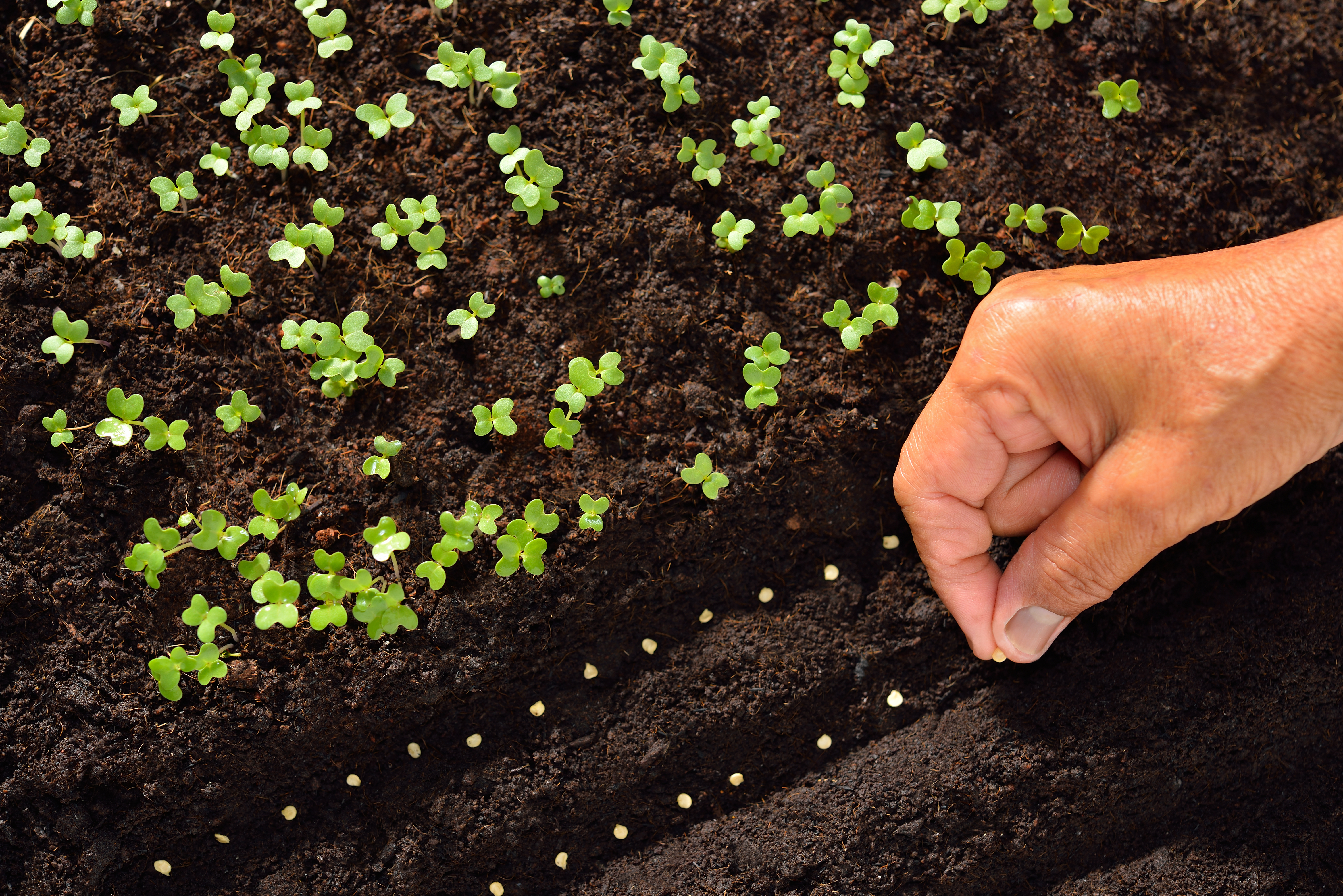 Comment semer des graines ? 5 étapes clés pour réussir