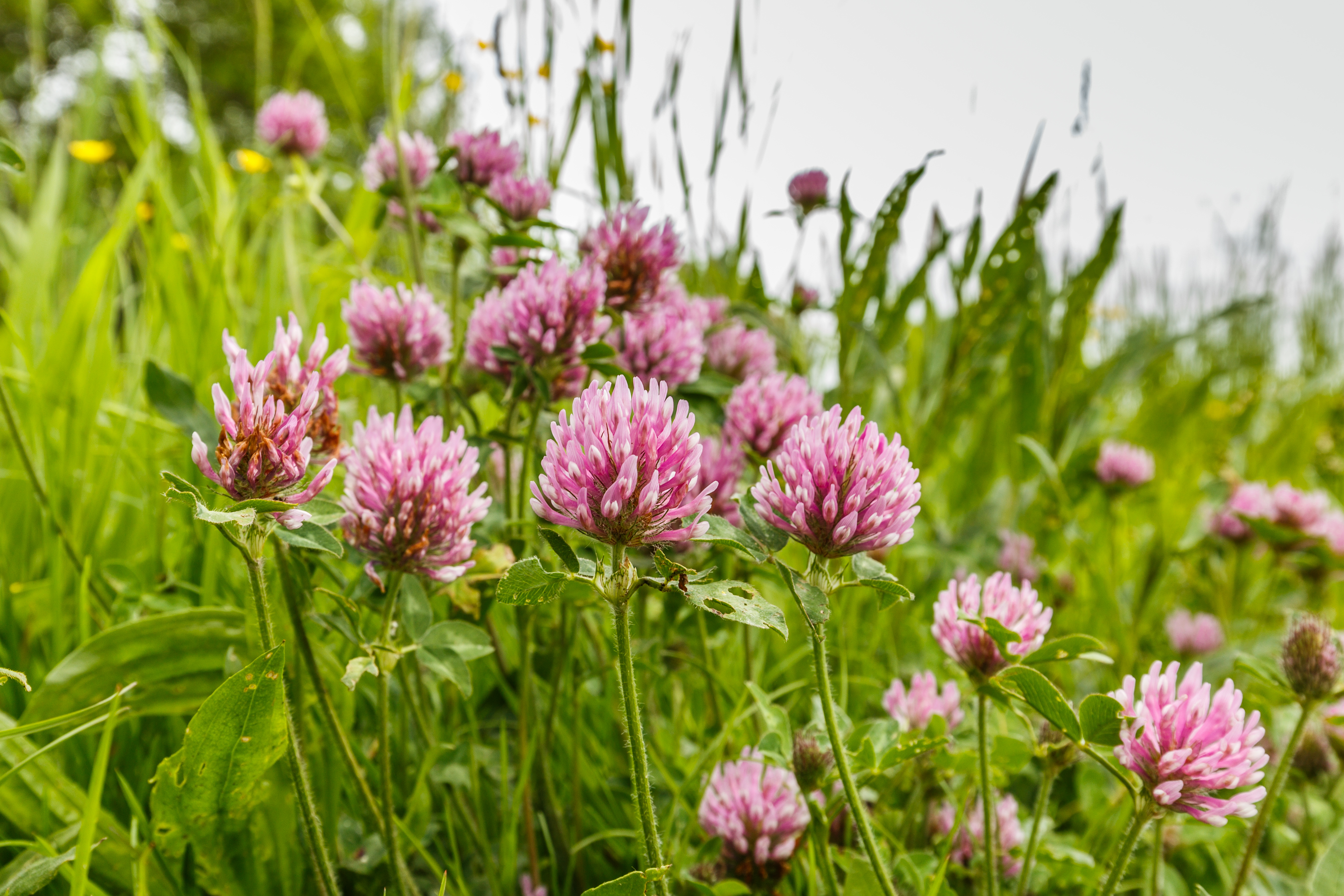 Les trèfles sont des plantes herbacées de la famille des Fabacées (Légumineuses), appartenant au genre Trifolium. Copyright (c) 2018 Photodigitaal.nl/Shutterstock.