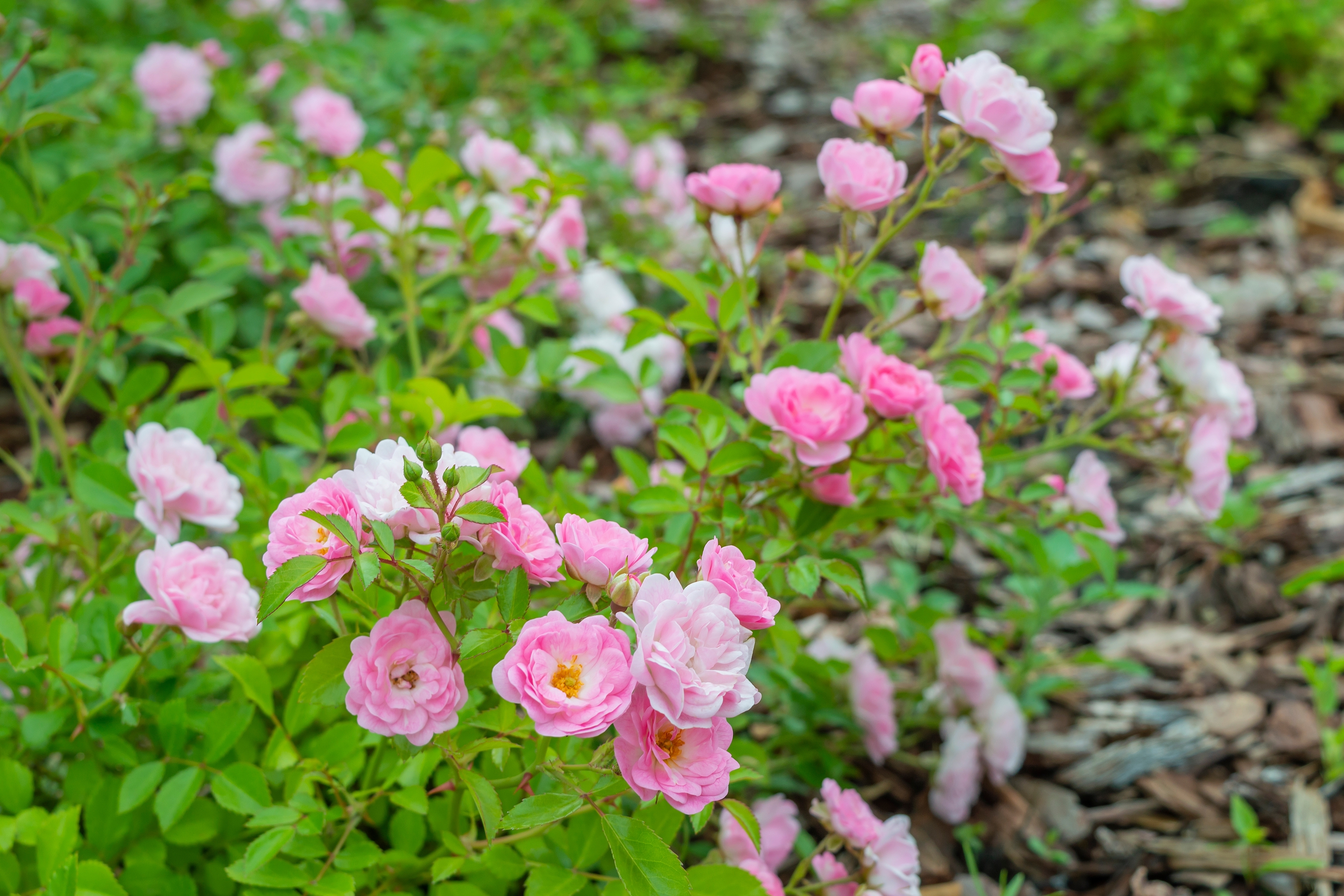 Le rosier buisson, pour des massifs à la floraison spectaculaire