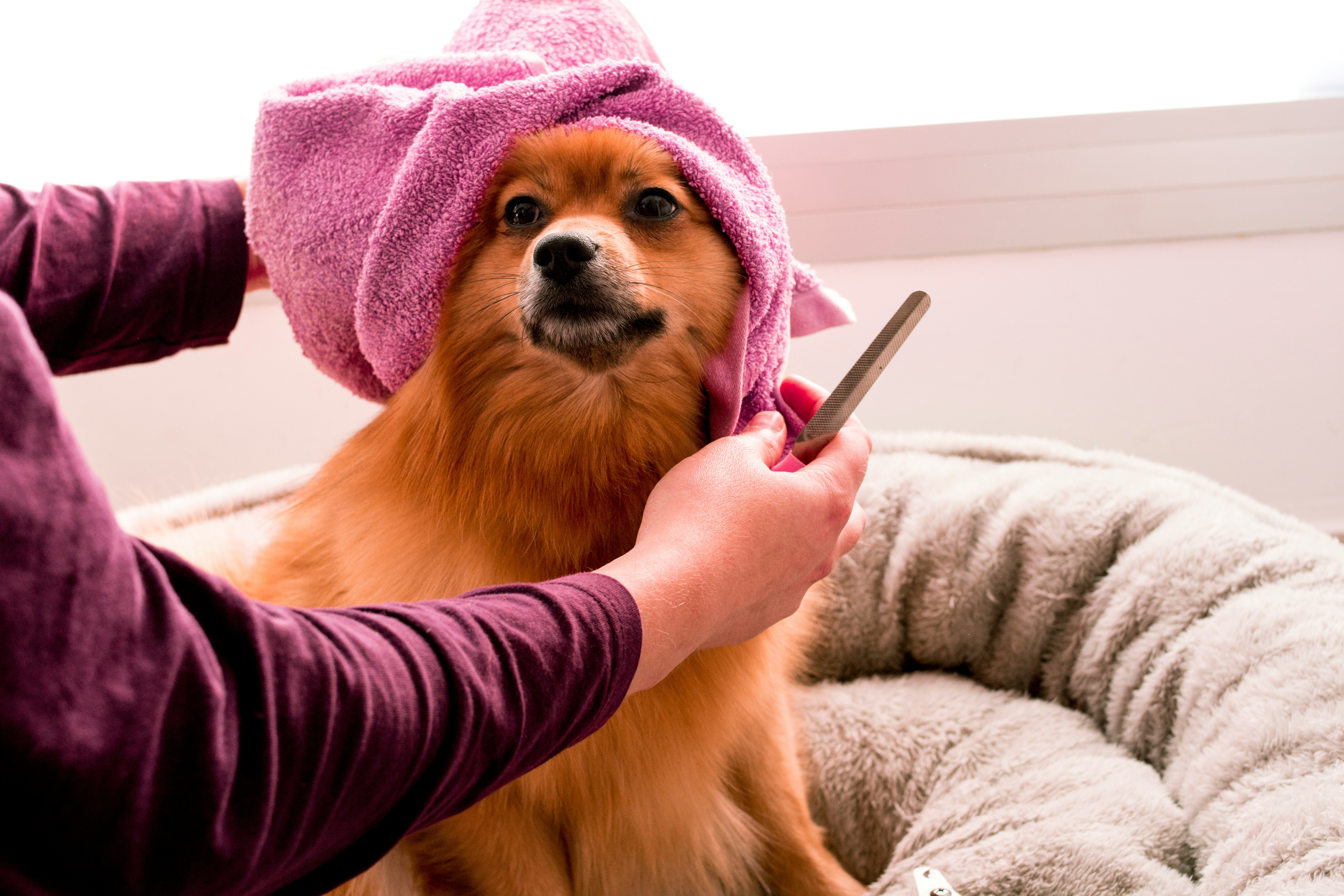 Brosse Pour Chien Et Chat à Poils Morts - Enlève 95% Des Poils, Poignée Ergonomique, Bouton De Nettoyage Rapide | Pour Toilettage, Massage Et Santé Du Pelage