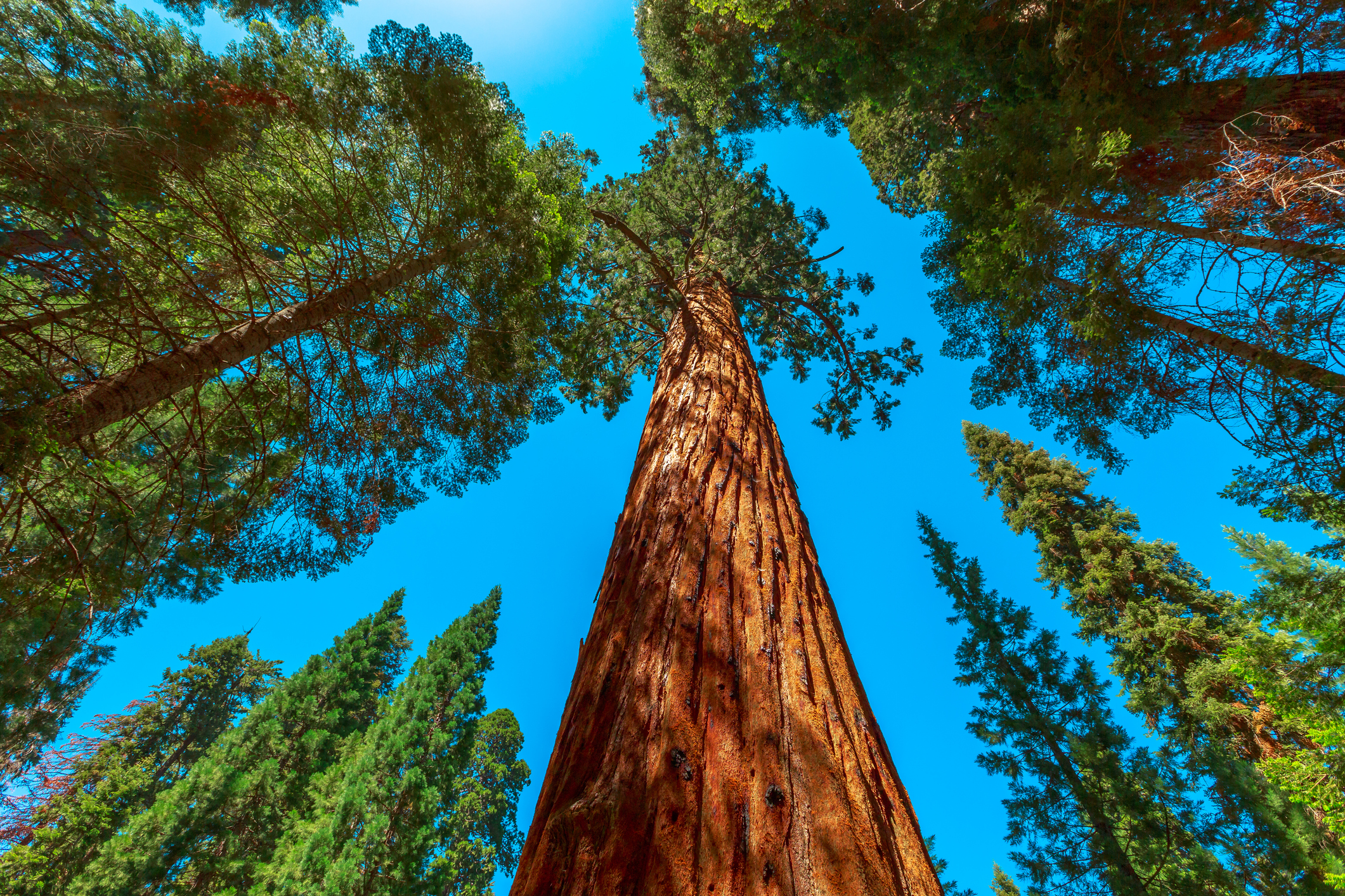 Emblème des grands parcs nationaux américains, le séquoia est l’arbre de tous les superlatifs puisque certains spécimens vivent plus de 3000 ans, dépassent les 100 mètres de haut et poussent d’environ 50 cm par an ! Copyright (c) bennymarty/Istock.