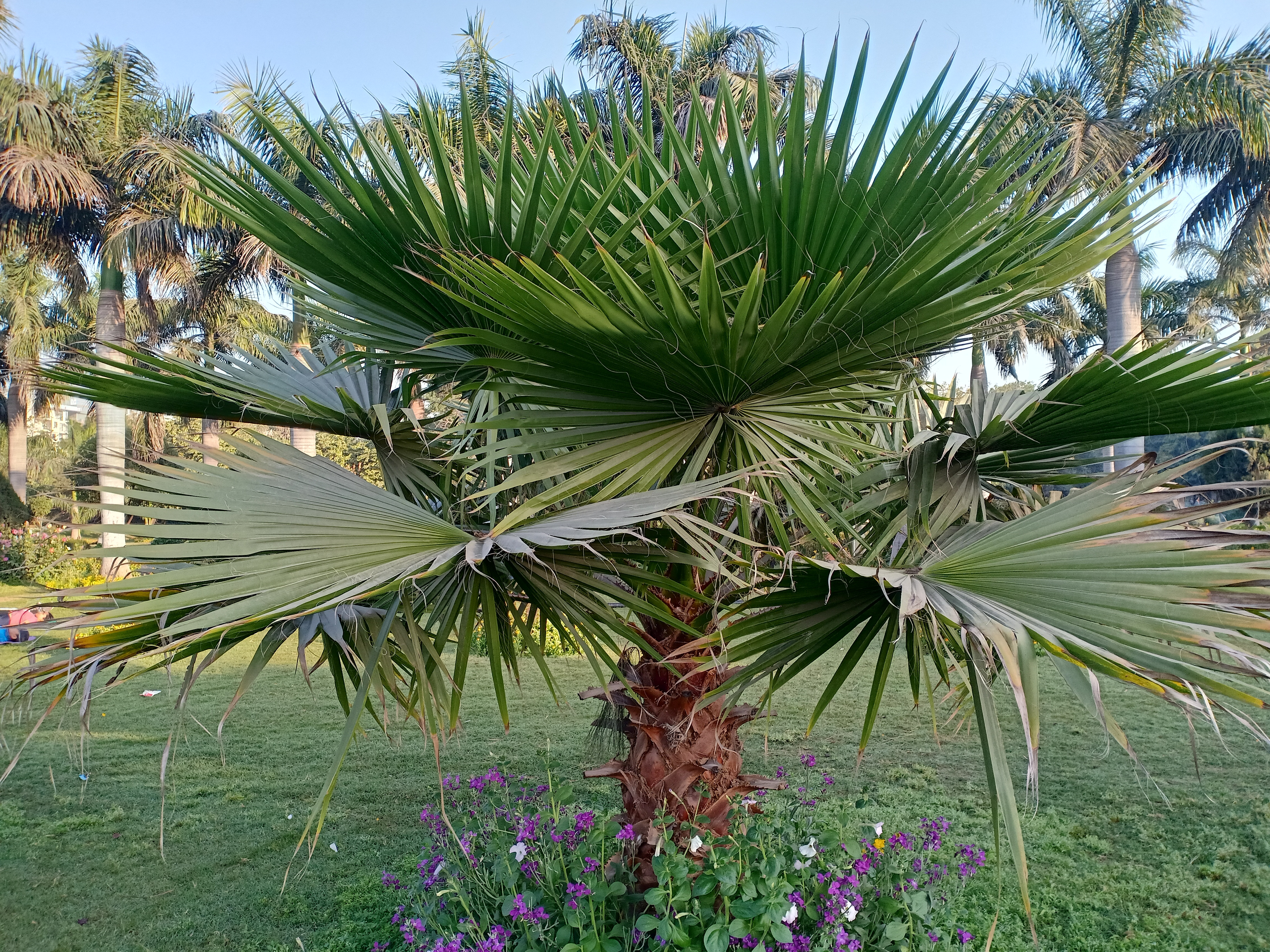 Les Washingtonia robusta sont appréciés en plantation d’alignement pour leurs silhouettes longilignes, leurs troncs chamarrés couleur caramel et leur facilité de culture. Copyright (c) 2021 Vipul1989/Shutterstock.