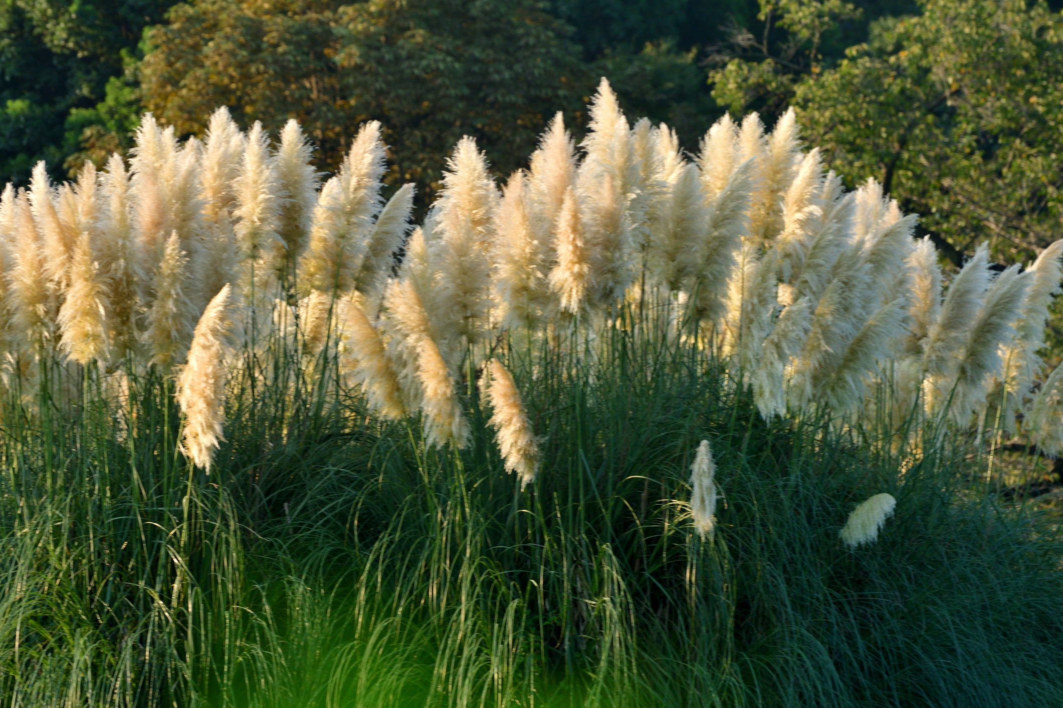 L’herbe de la pampa a été remise au goût du jour, grâce à de nouvelles variétés très élégantes. Copyright (c) 2020 Nobutoshi Akao/Istock