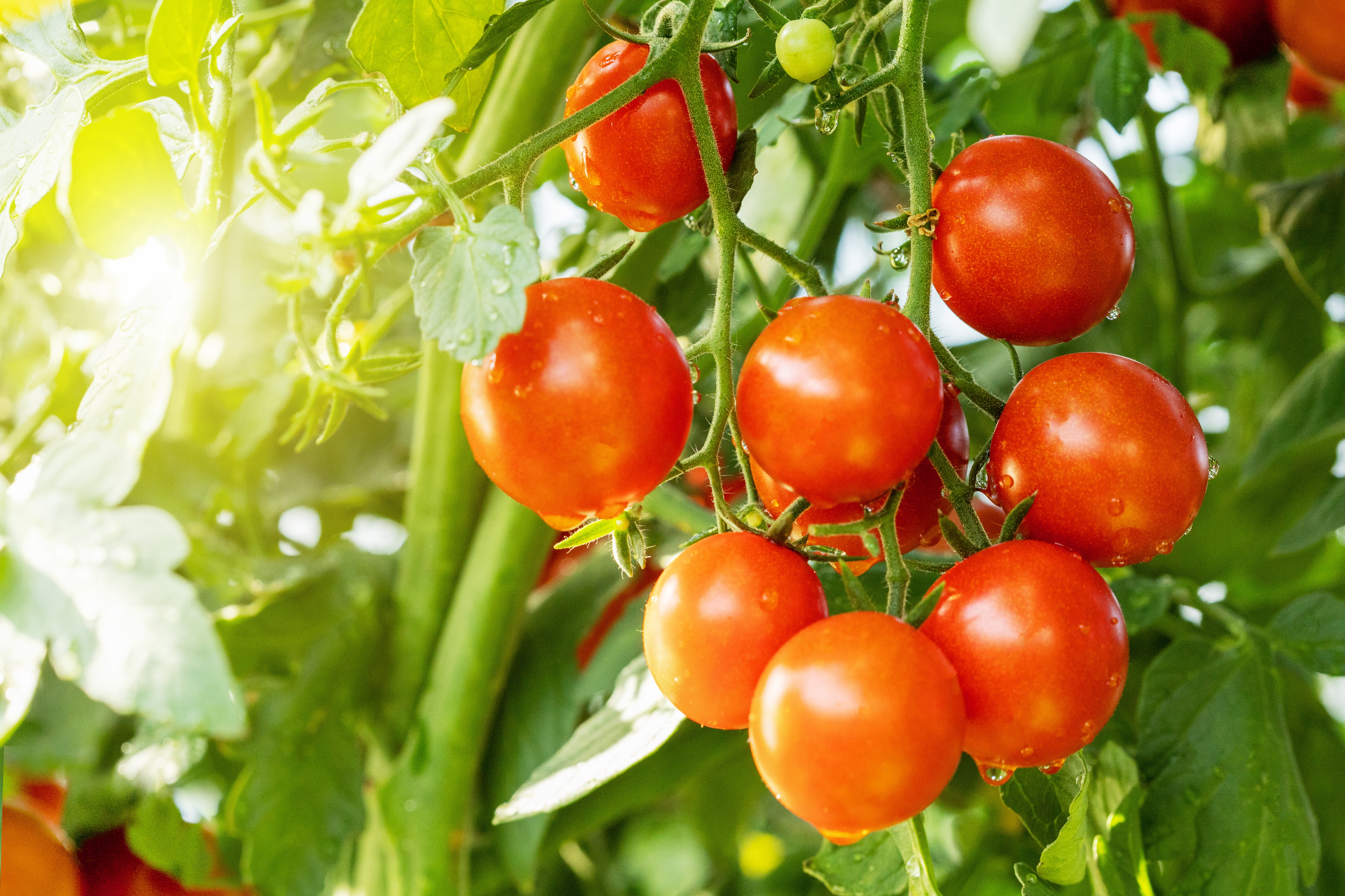 Aller cueillir ses tomates au potager est l’un des plaisirs des beaux jours ! Copyright (c) 2022 CHUYKO SERGEY/Shutterstock.