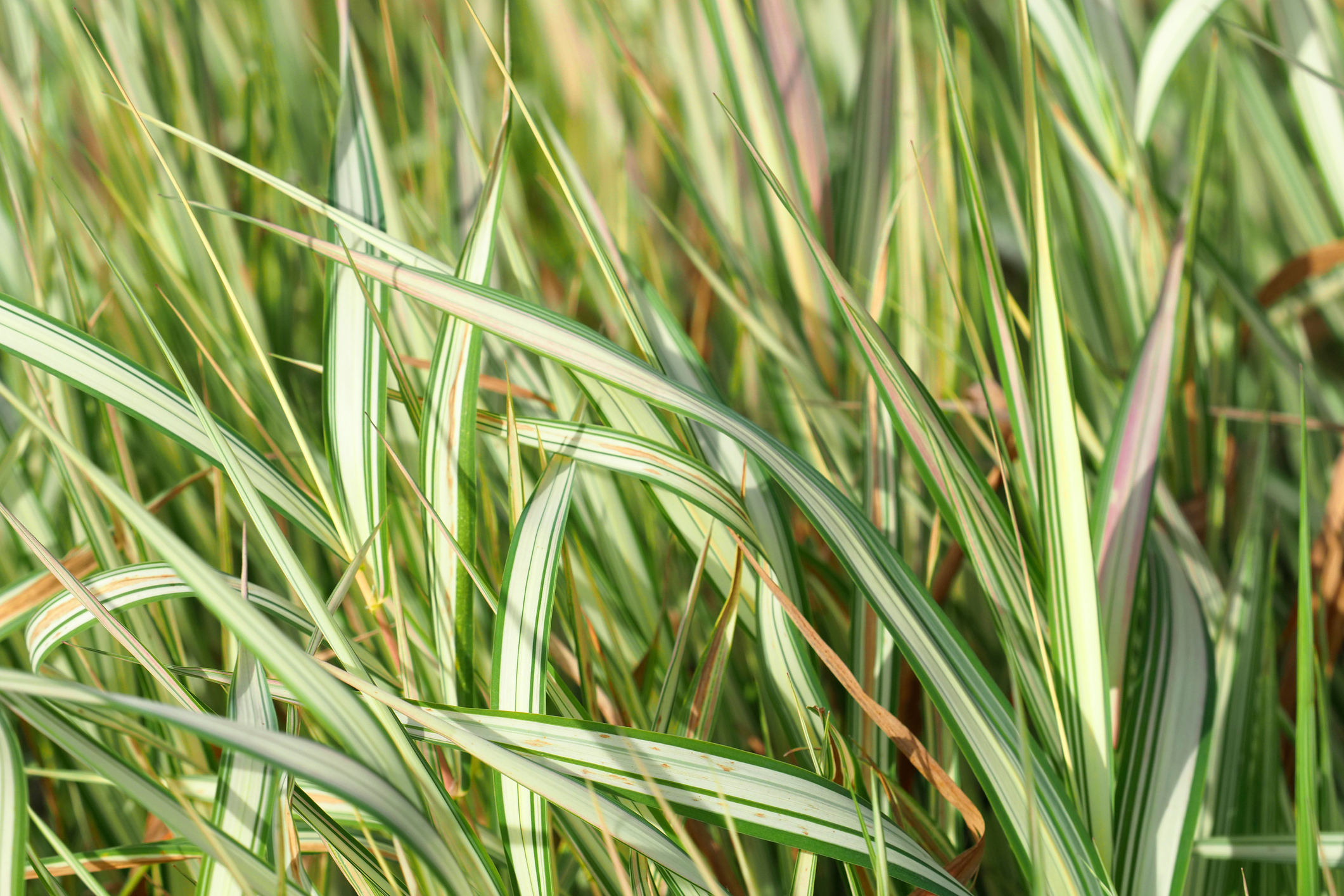 Le phalaris faux roseau est une graminée pleine de qualités mais qui peut toutefois se montrer envahissante. Copyright (c) ANGHI/Istock