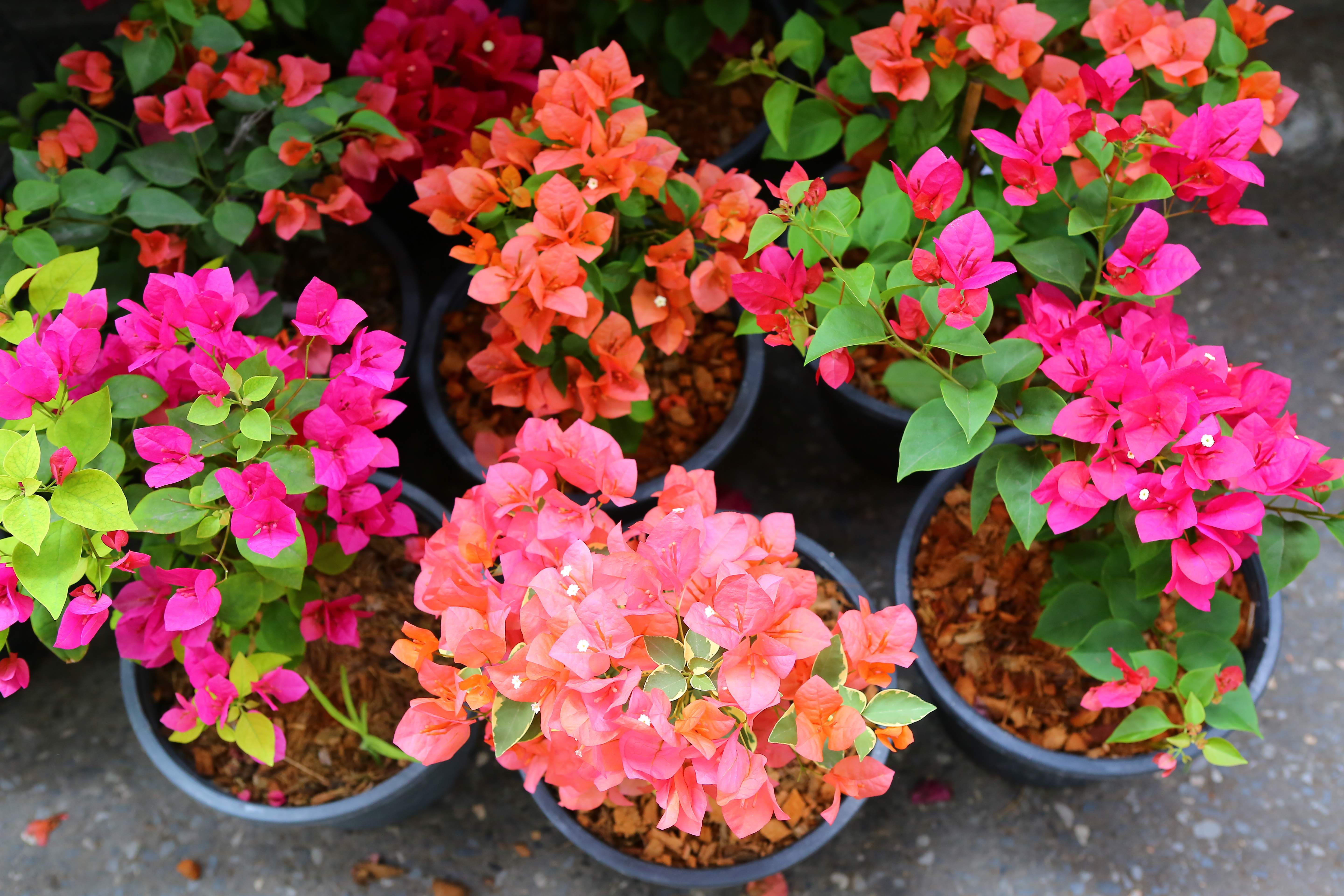 On distingue généralement les bougainvilliers à la couleur de leurs bractées, et non de leurs fleurs ! Copyright (c) 2013 GOLFX/Shutterstock.  No use without permission.