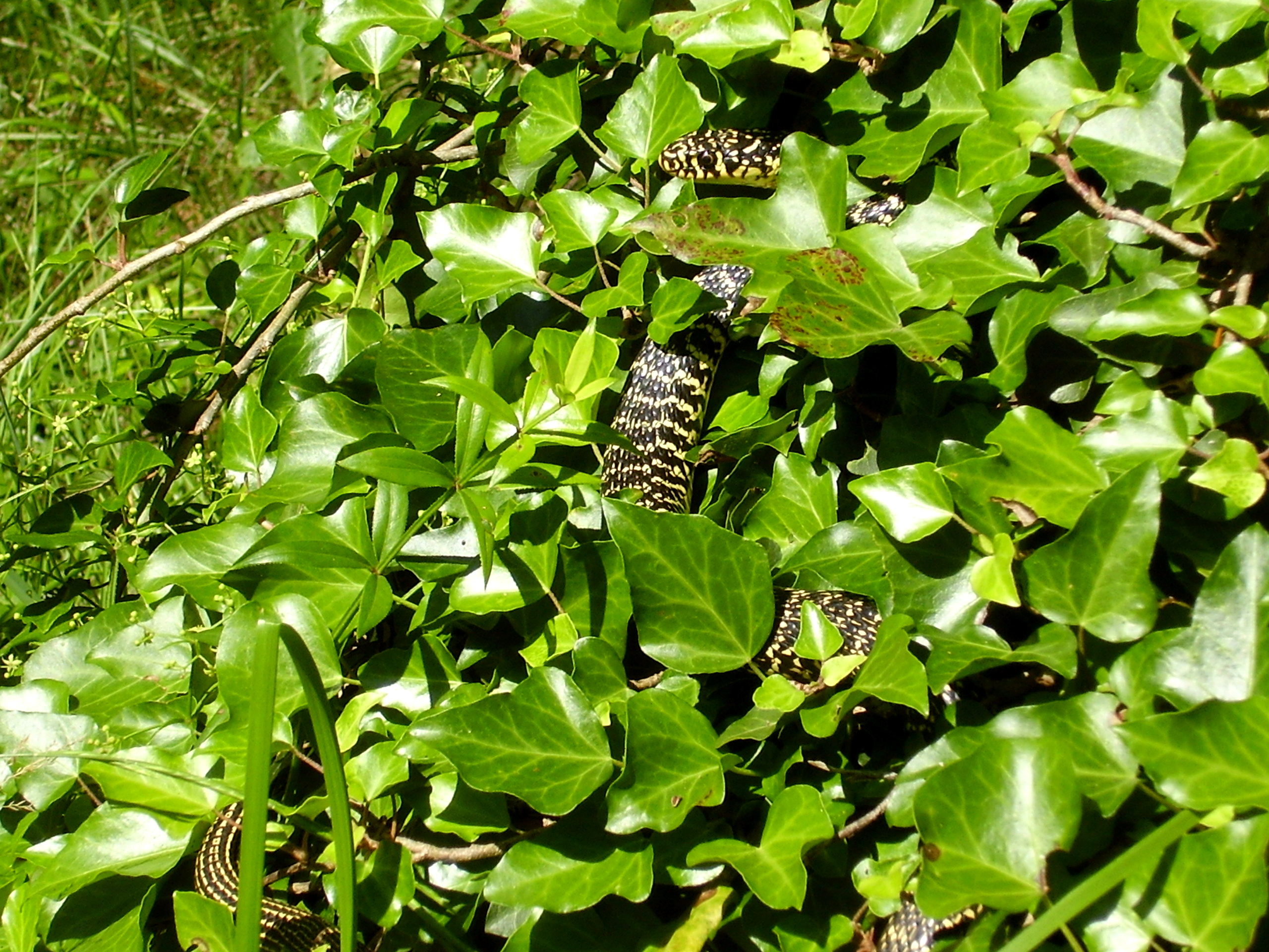 Si vous tombez sur un serpent dans votre jardin (ici une couleuvre verte et jaune, présente en France), il est essentiel de garder votre calme et d’éviter tout geste brusque. Copyright (c) PlazacCameraman/Istock.