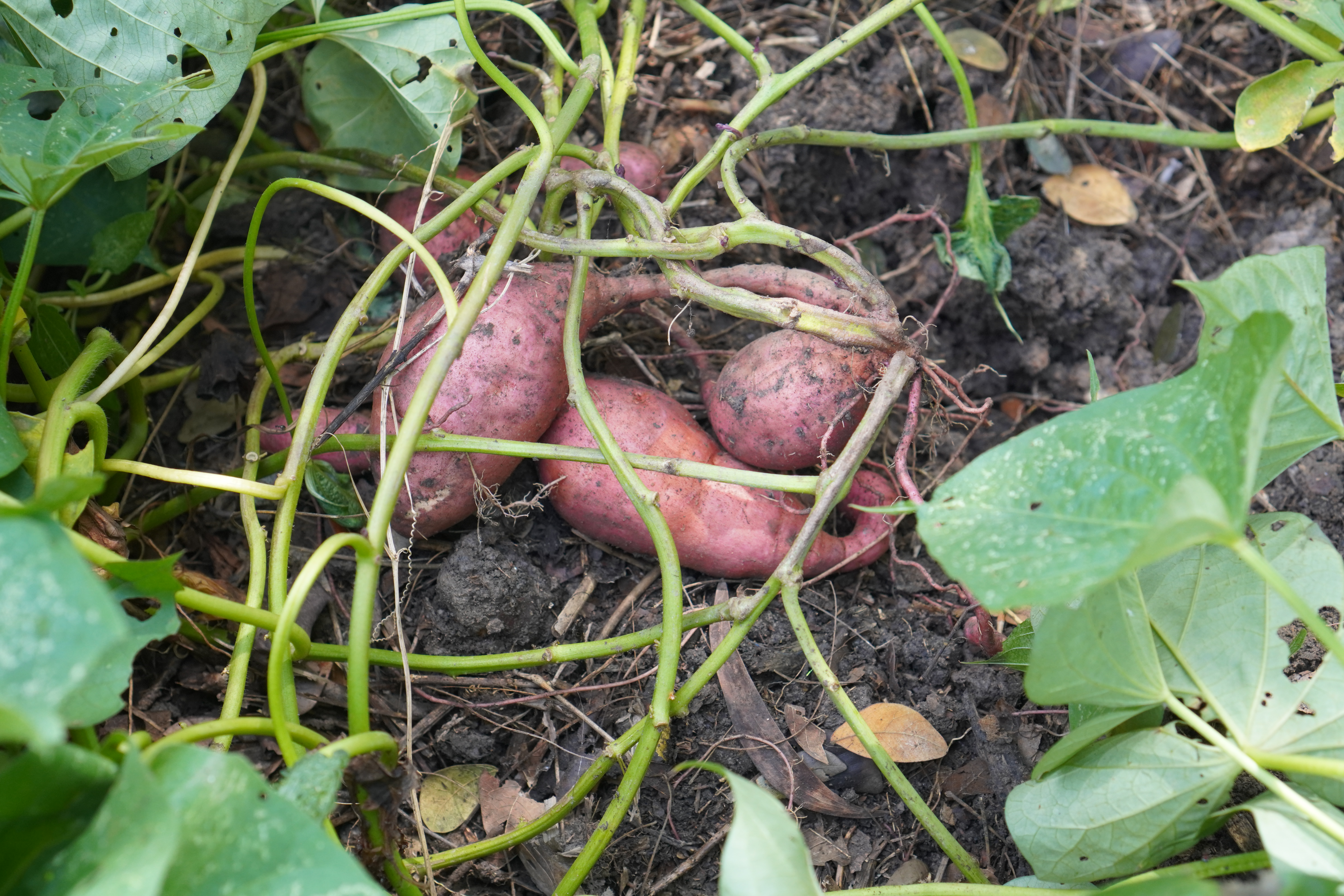 Peut-on bouturer une patate douce facilement pour repiquer ses lianes  directement en pleine terre ? - Le Parisien Jardin