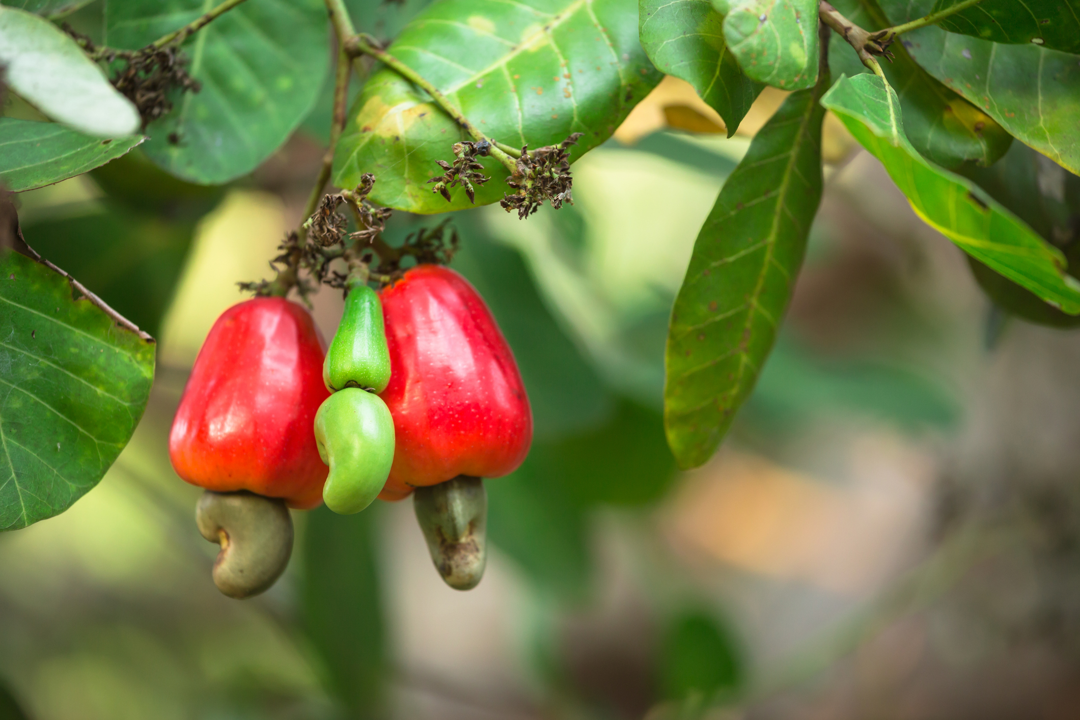 L’anacardier est un arbre tropical issu des forêts d’Amérique du Sud, plus particulièrement du Brésil et du Mexique. Copyright (c) somnuk krobkum/ Istock