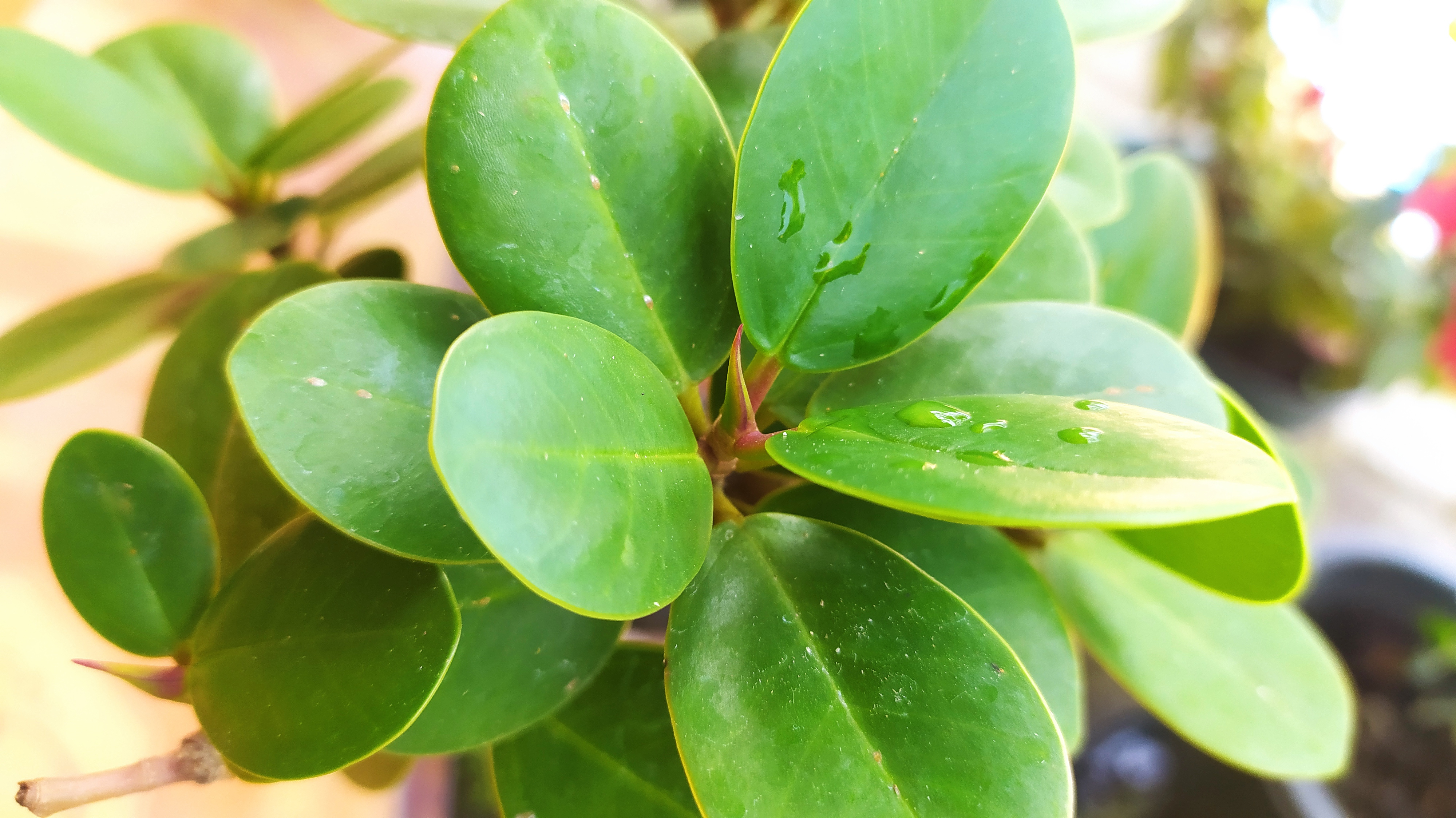 Le peperomia obtusifoli doit être placé à un endroit où il bénéficiera d’une bonne luminosité, sans soleil direct pour ne pas abîmer ses belles feuilles. Copyright (c) Fitra Pratama/Istock.