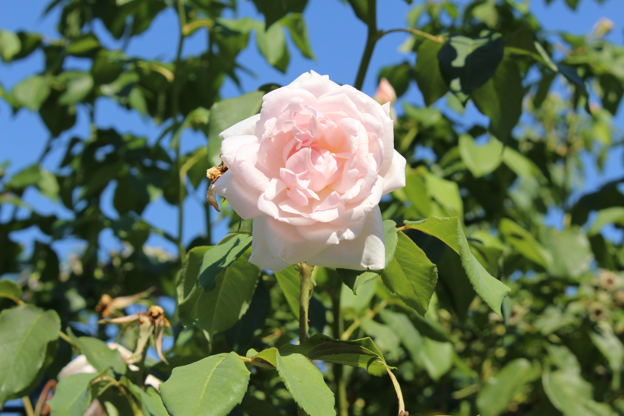 Le rosier liane ’Madame Alfred Carrière’, d'une floraison remontante blanc crème très parfumée, peut atteindre jusqu'à 5 m de hauteur ! Copyright (c) mr_coffee/Istock.