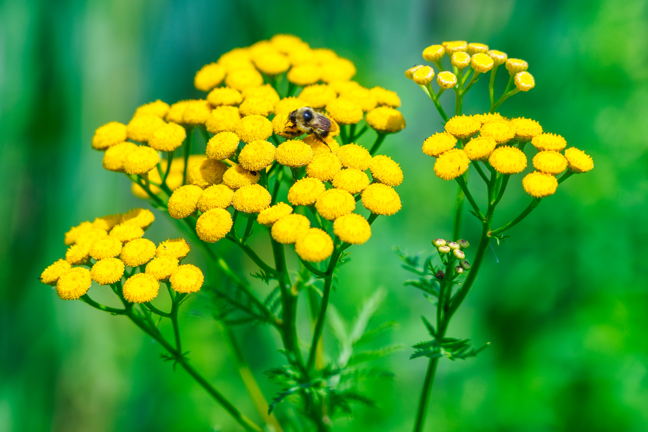 La tanaisie offre ses précieux bienfaits au jardin et au potager : elle permet de préparer un purin à pulvériser, très utile pour lutter contre les parasites et les maladies. Copyright (c) Roberto Machado Noa/Istock.