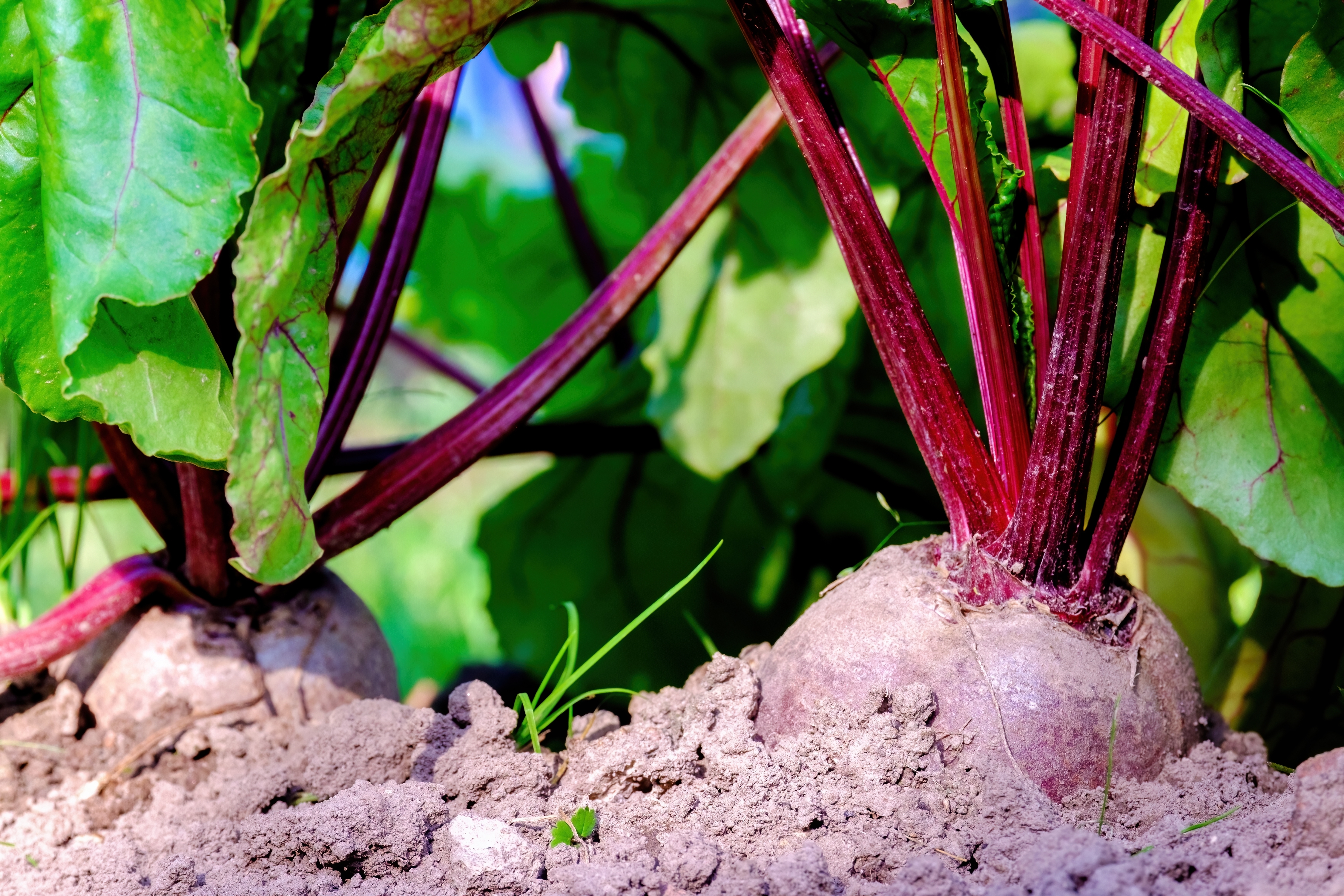 La betterave potagère fait partie des légumes racines faciles à cultiver. Copyright (c) 2023 Denis Shitikoff/Shutterstock.