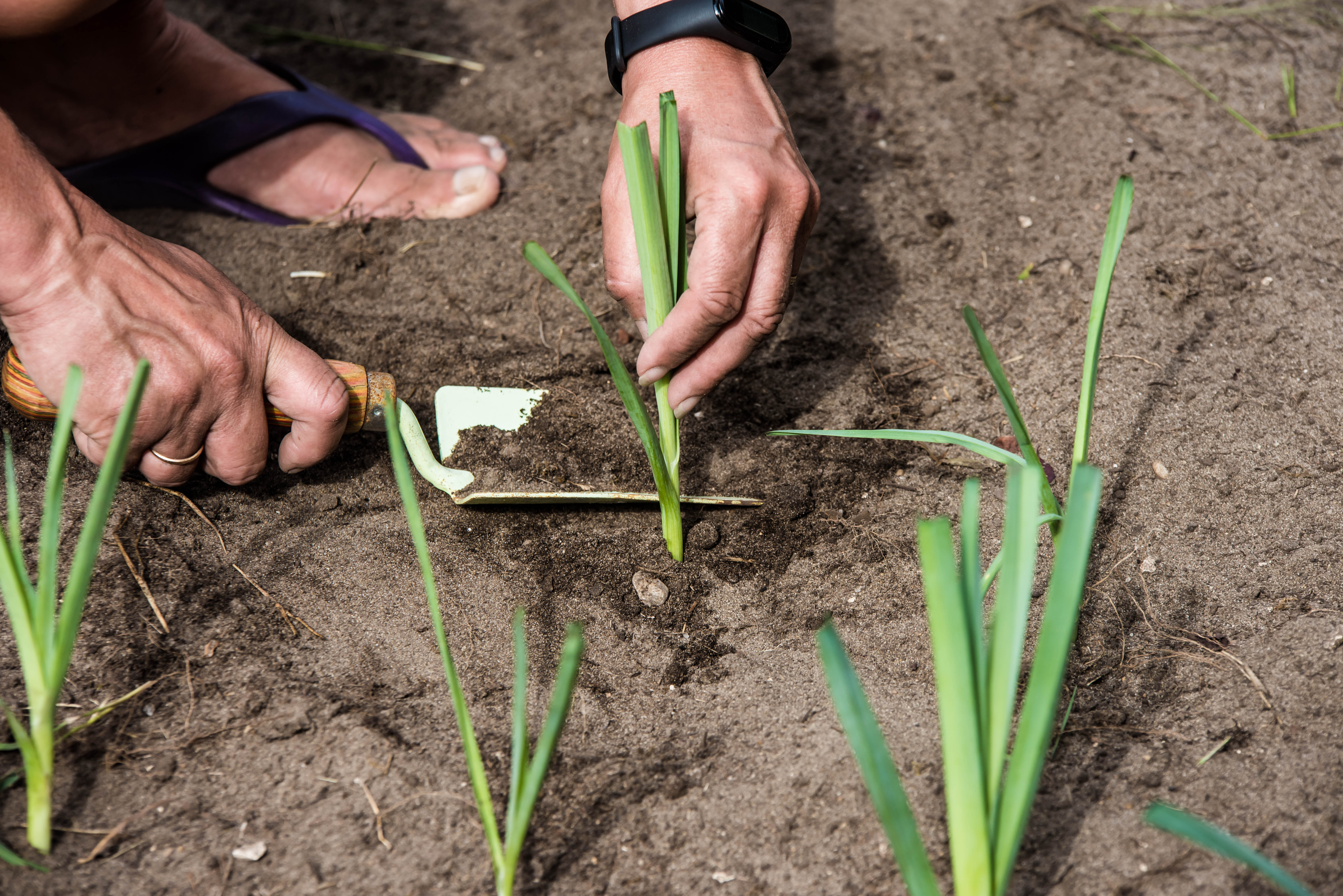 Poireau : plantation, culture et récolte - Jardiland